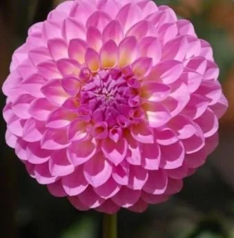 Sylvia Craig Hunter Dahlia — bruce sells dahlias