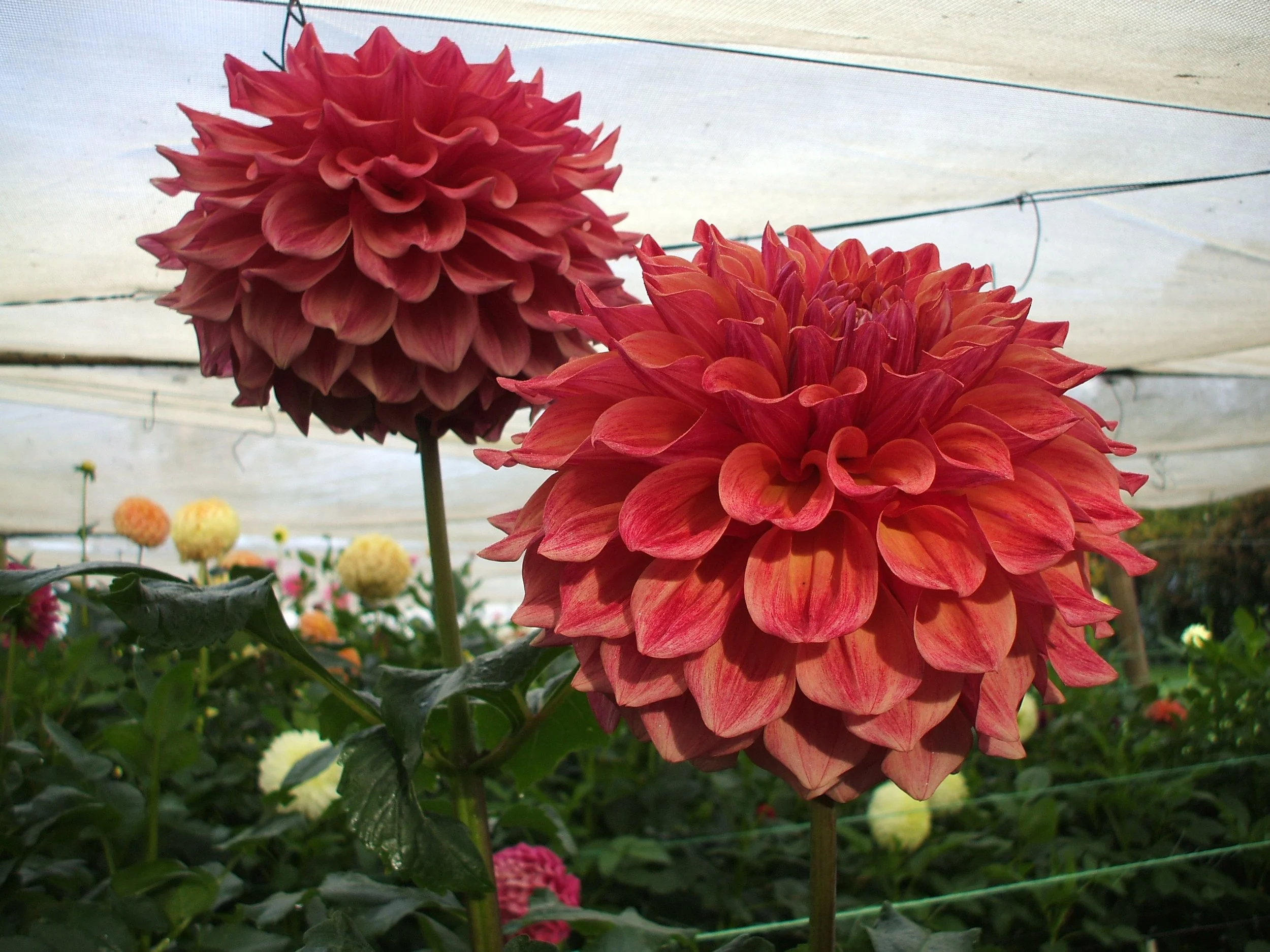 Brooks Josh Dahlia — bruce sells dahlias