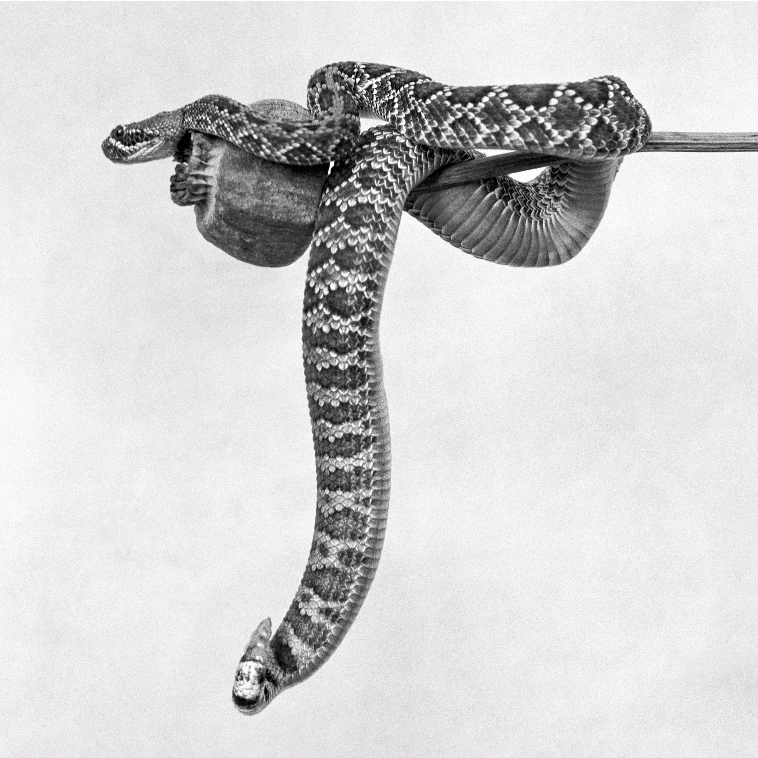 Mojave Rattlesnake