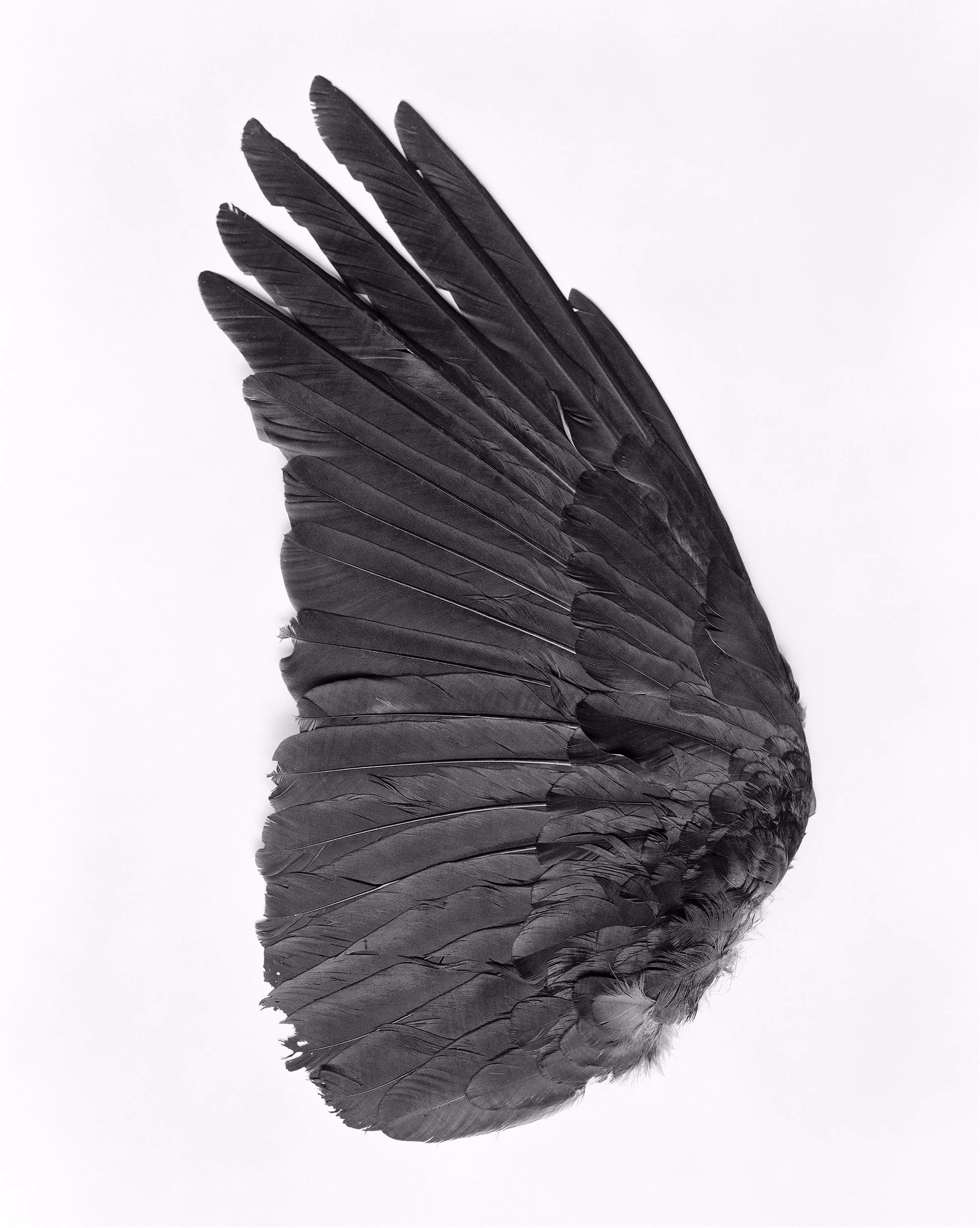 Raven Wing