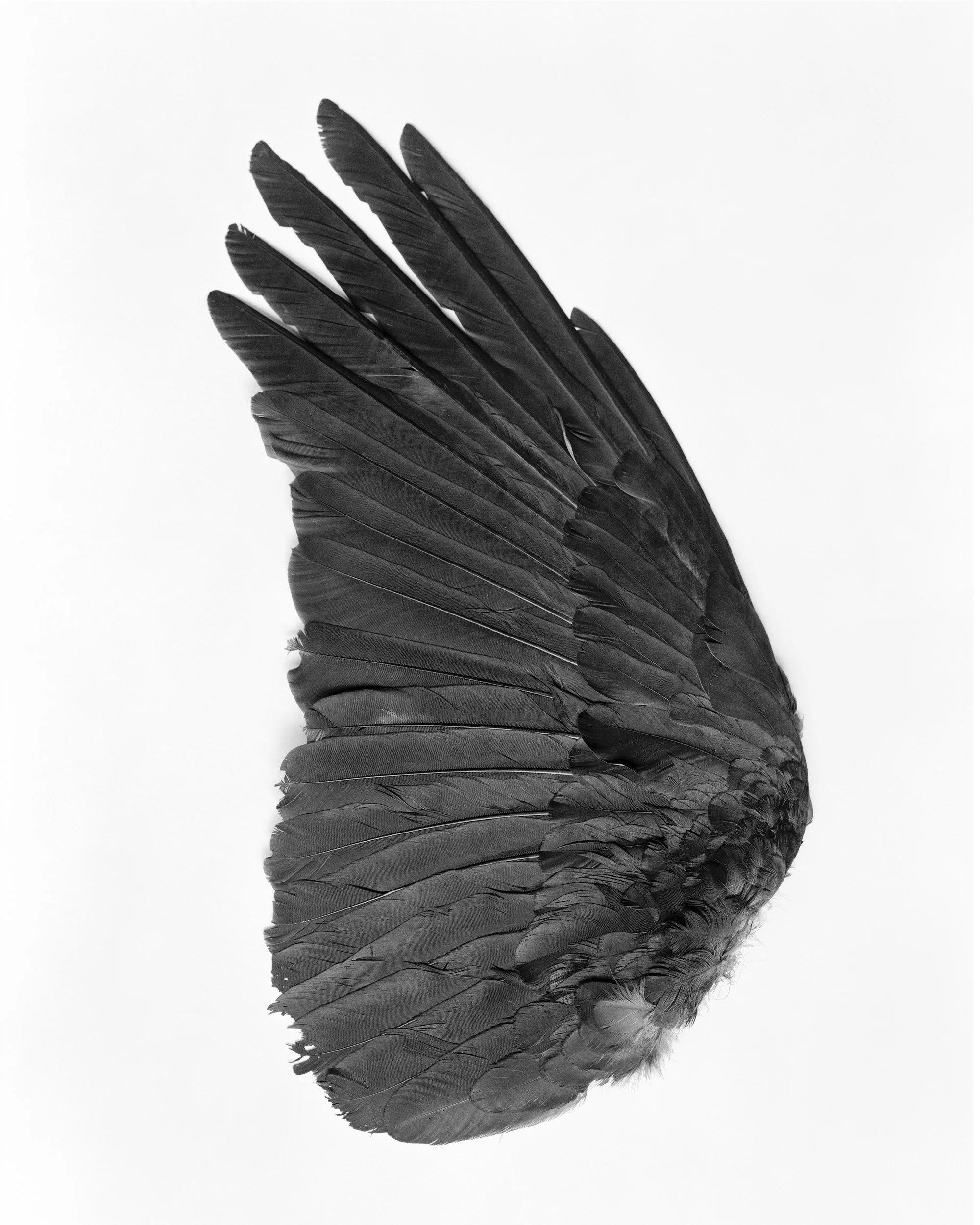 Raven Wing Print.jpg