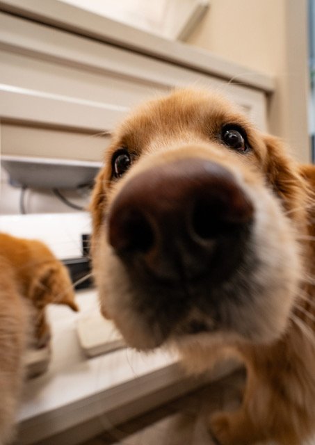 Spielvogel - 18.jpeg