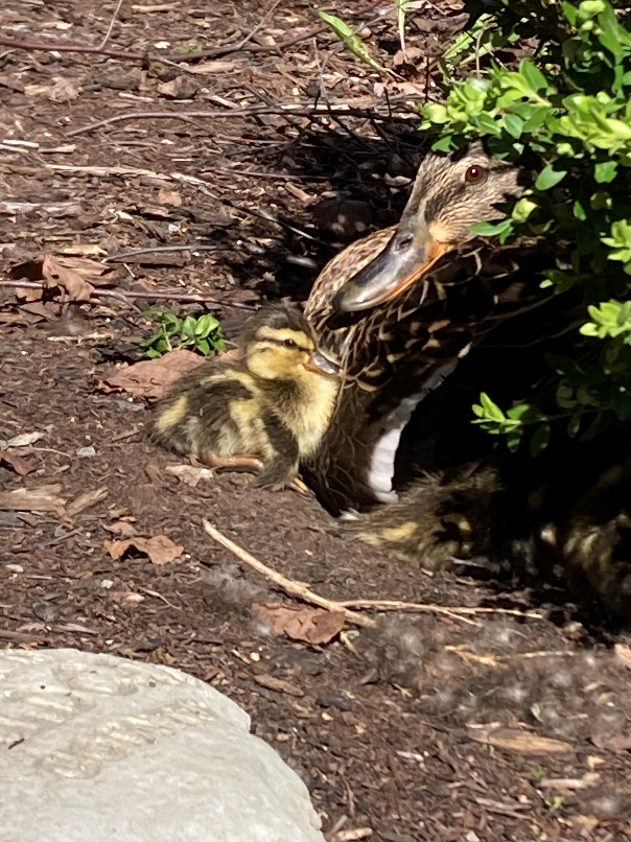 Annie made friends with a mama duck!