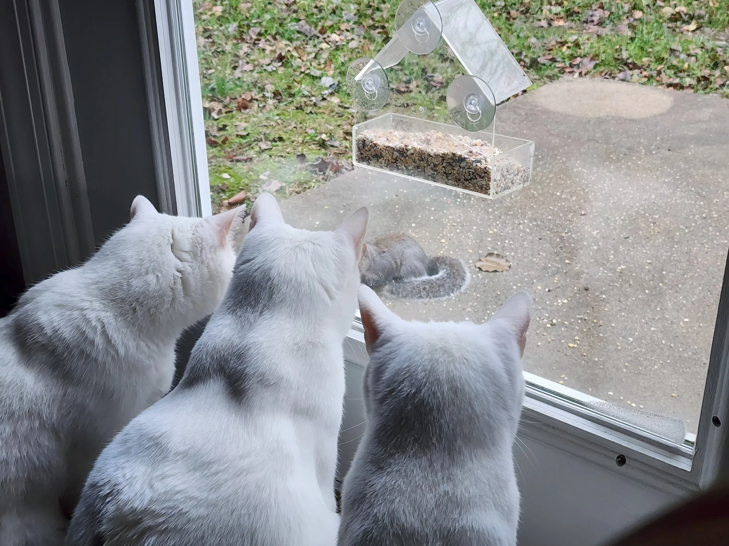 Michaela's cats check out the local wildlife.