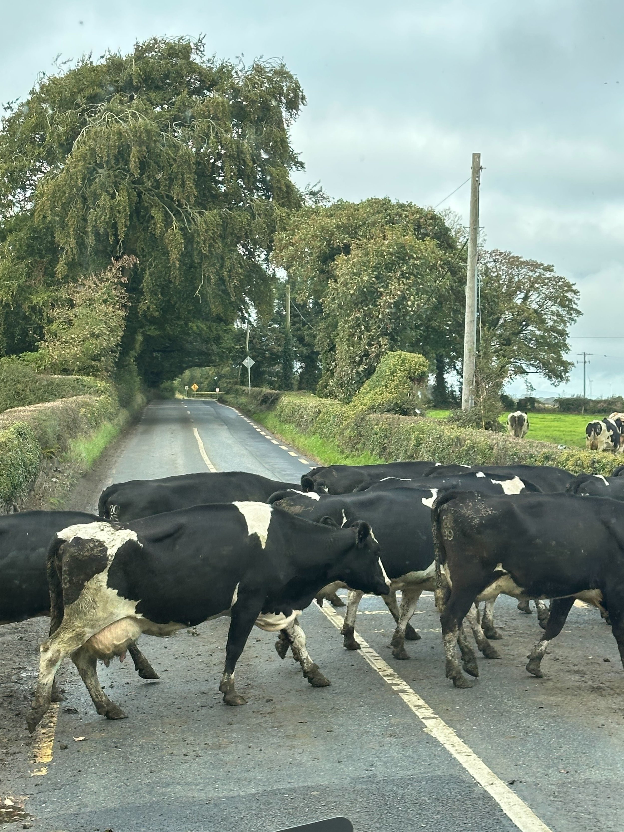 Katie encounters road traffic in Ireland.