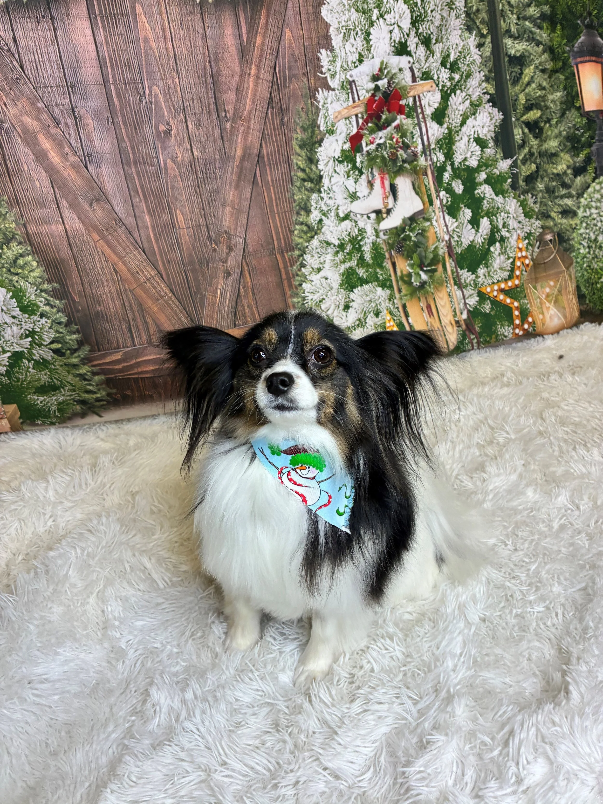 Annie's Pippa is a pretty princess