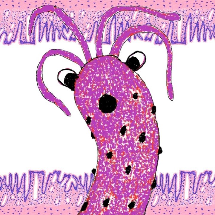 Bug + Stomach Lumen Histology BG