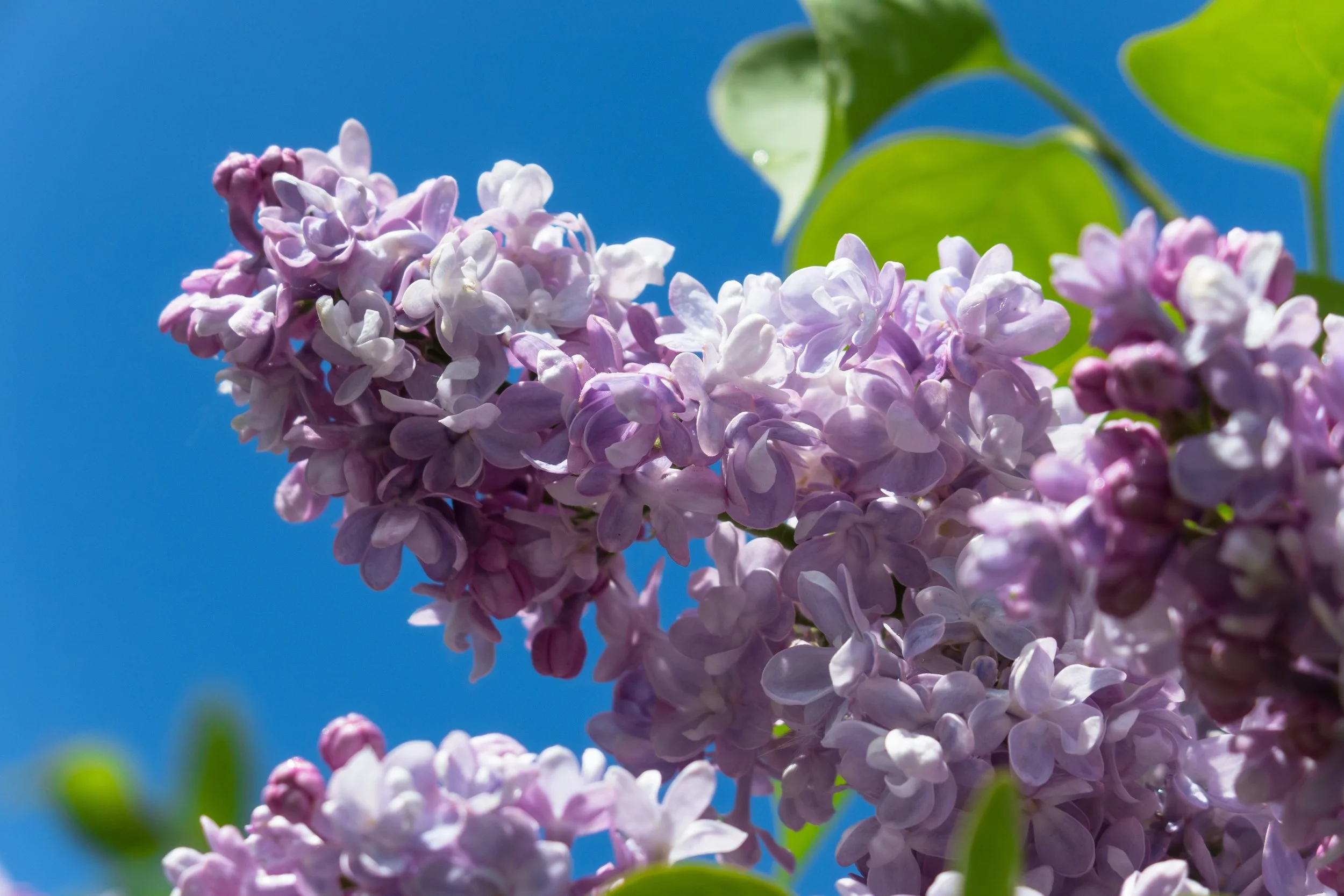 May Day Urgency and Ecstasy