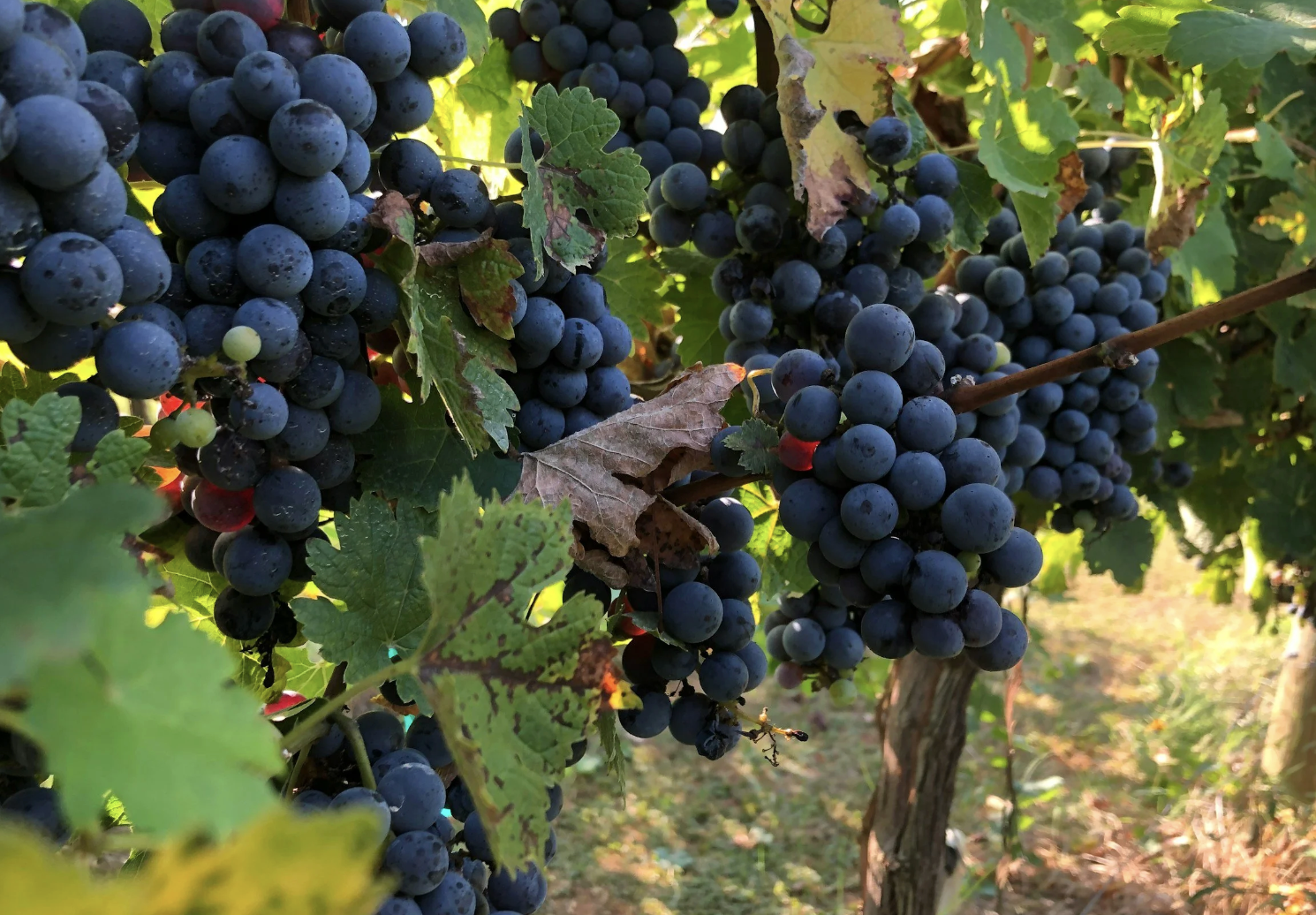 Bordeaux Blends: France vs Not France