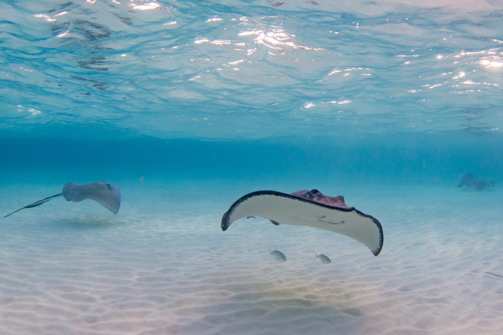 Beautiful photoshoot at Stingray Sandbar yesterday! 

To capture your memories, contact us at www.capturecayman.com