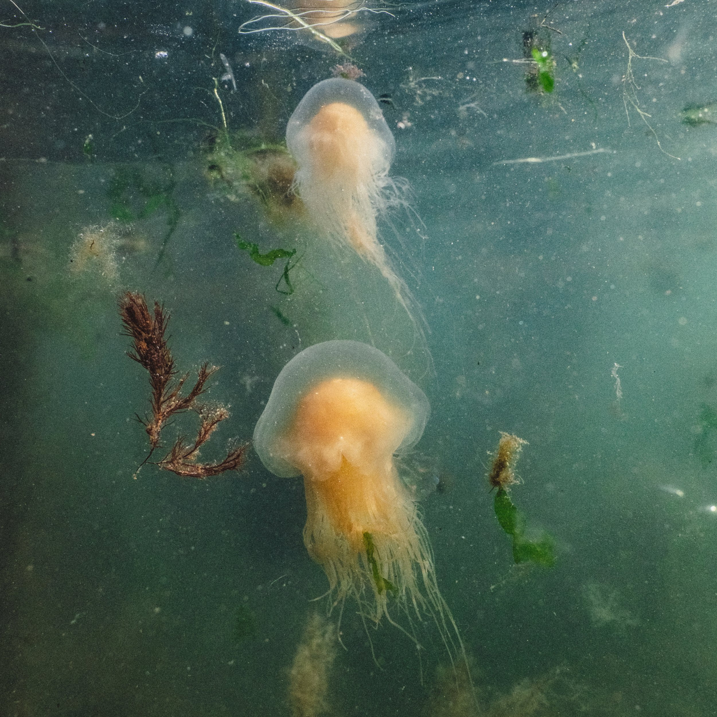 Walpole Bay Tidal Pool Jellyfish by Rebecca Douglas Photography 019.jpg