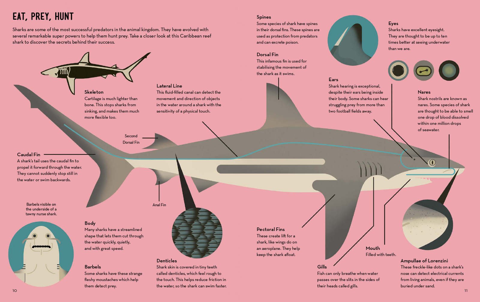6-Smart-About-Sharks-Owen-Davey-Science-Biology_1600_c.jpg