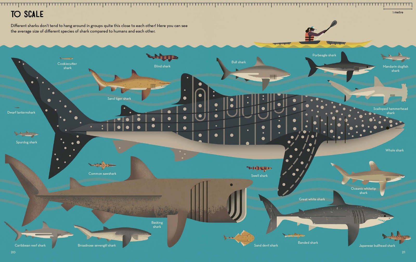 11-Smart-About-Sharks-Owen-Davey-Whale-Kayak-Scale_1600_c.jpg