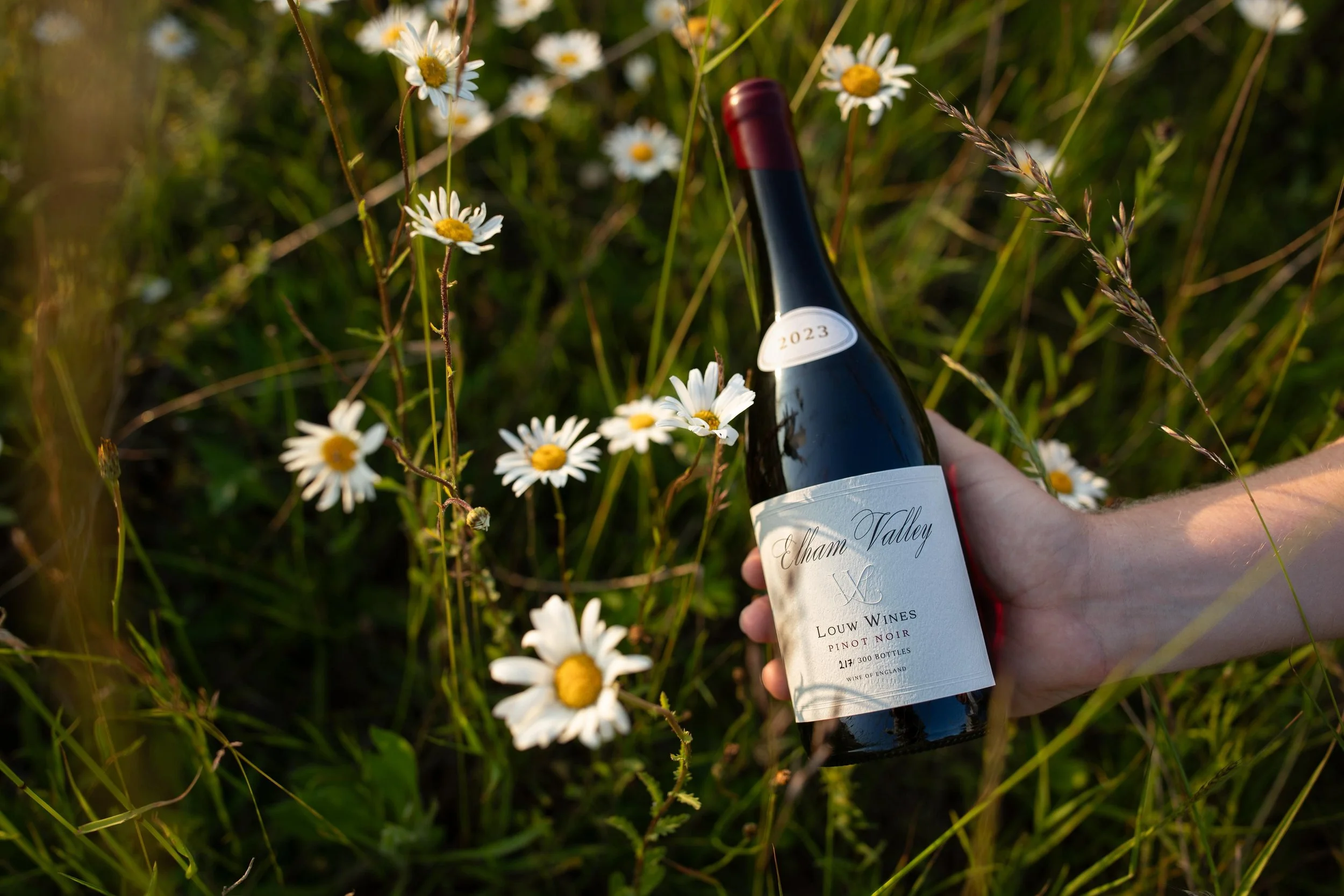 hero-pinot-noir-field.jpeg