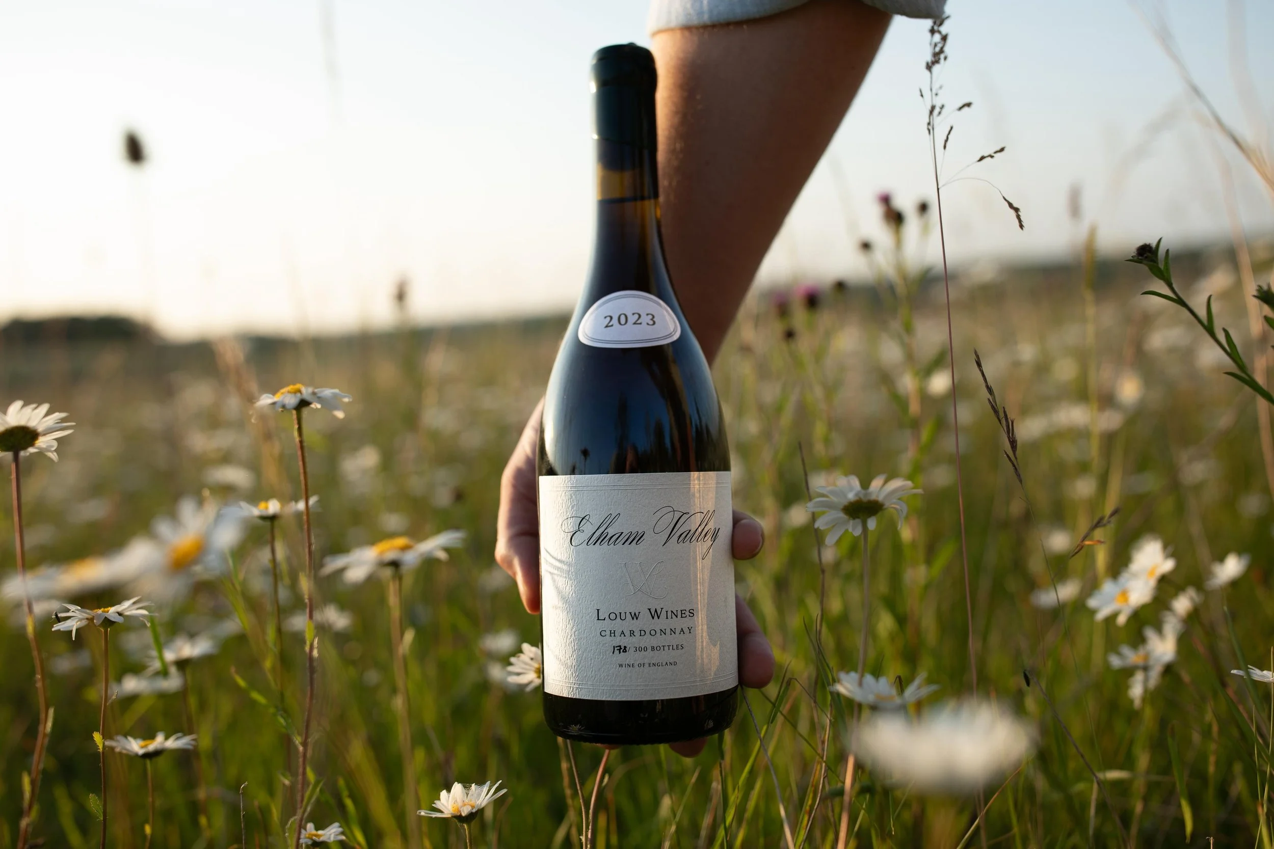 hero-chardonnay-field.jpeg