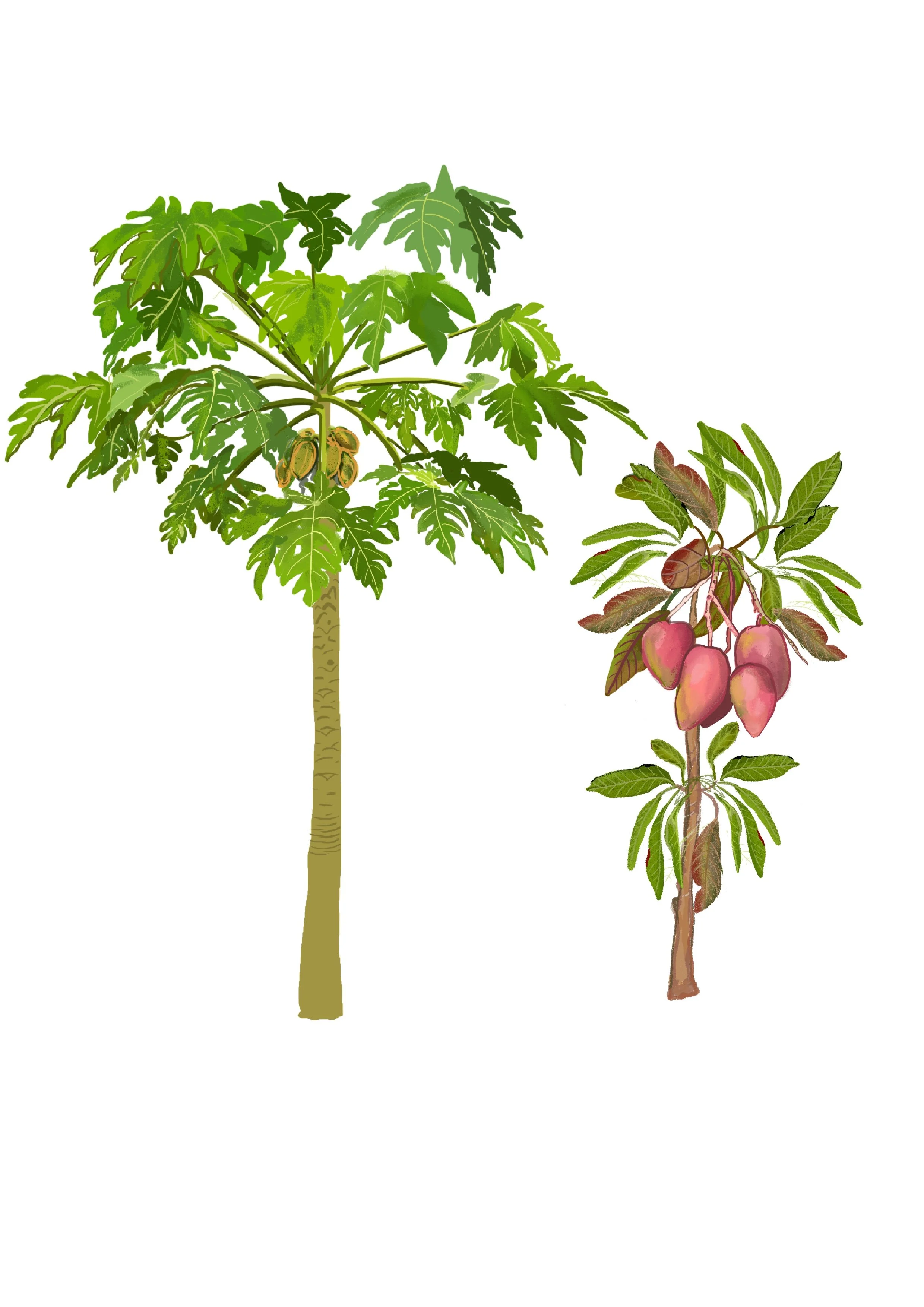 Papaya tree and mango tree illustration