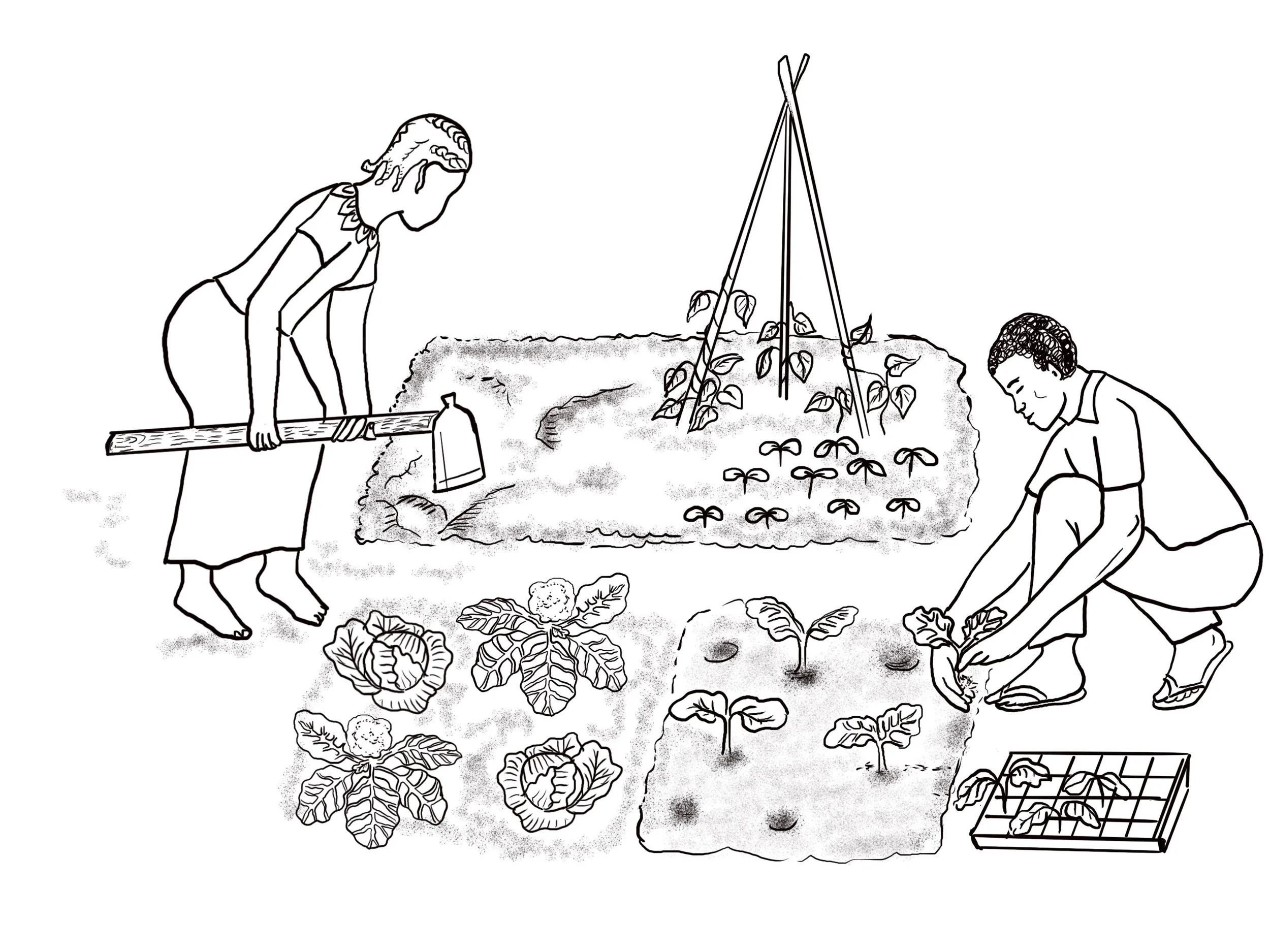 Black and White/ ink Ghanaians planting illustration