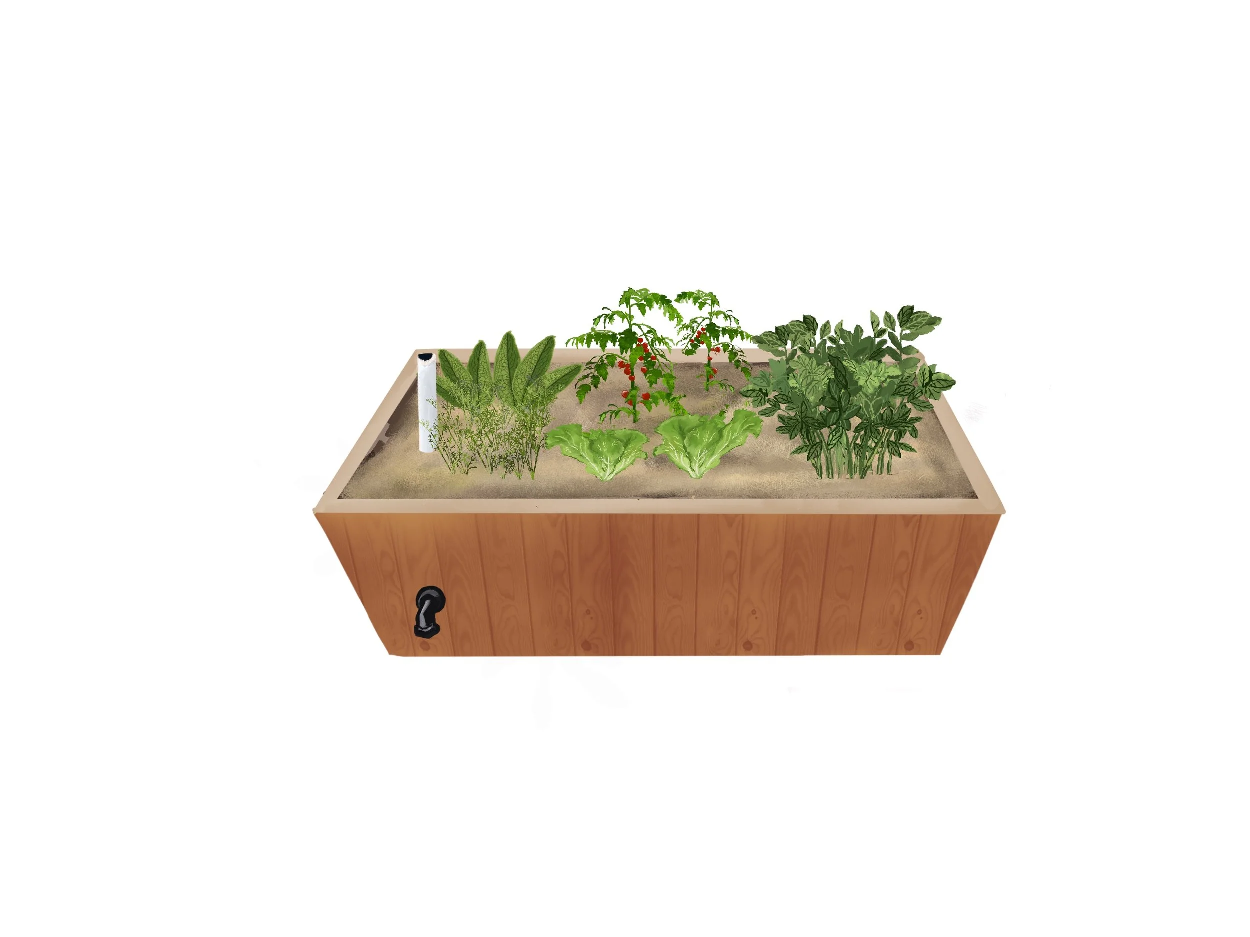 Wicking beds growing food illustration