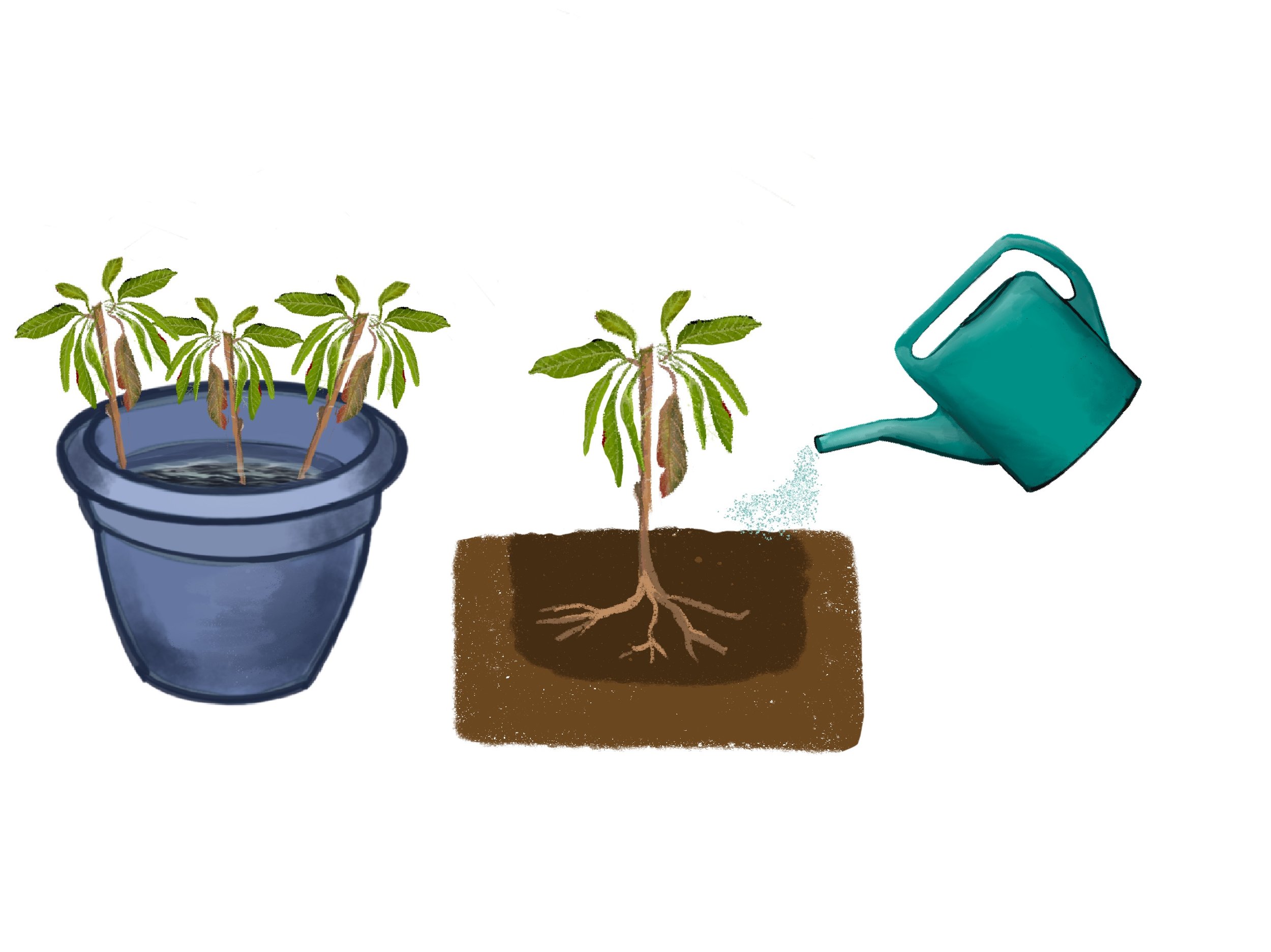 Planting saplings illustration