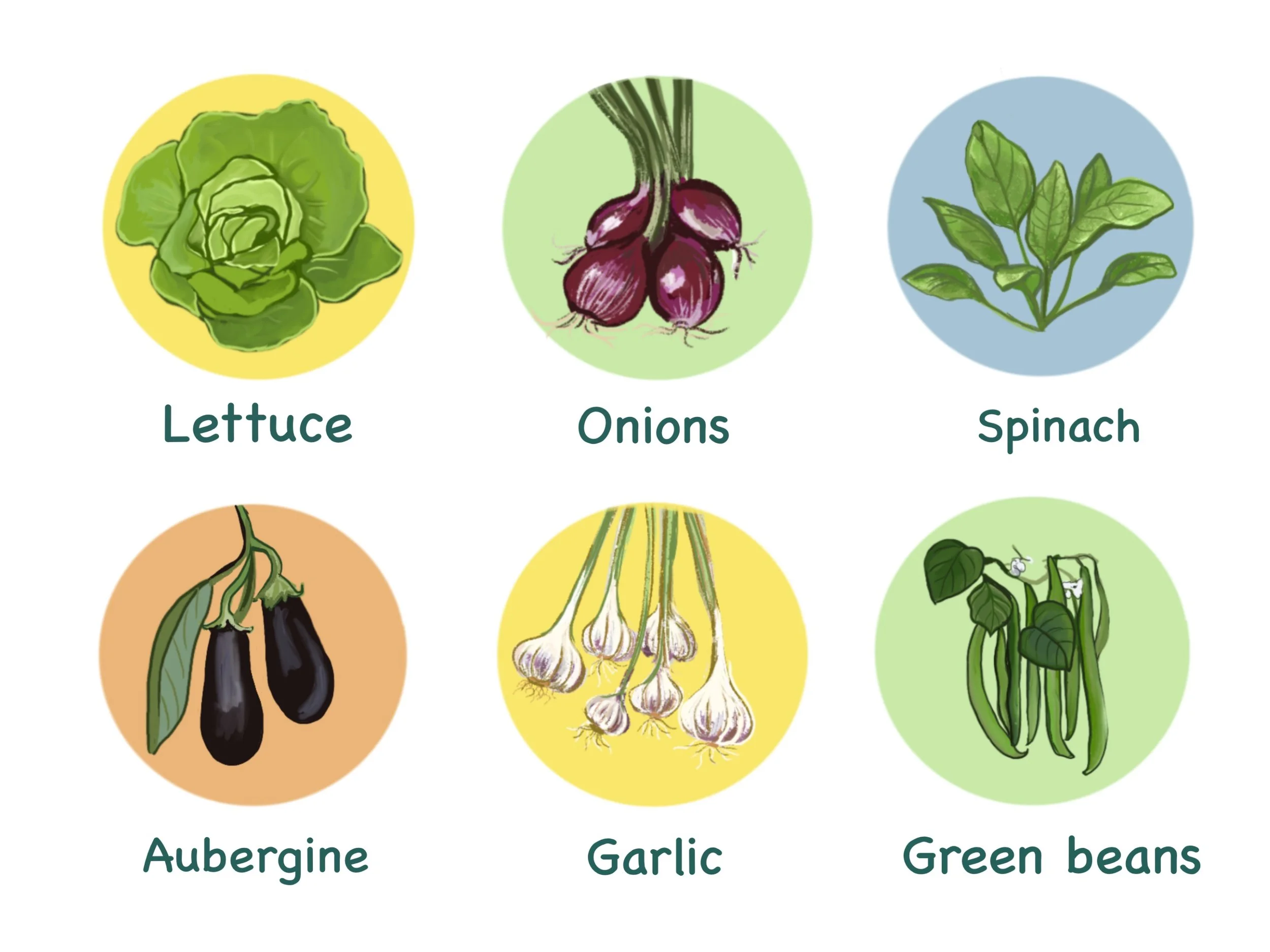 Vegetables illustration