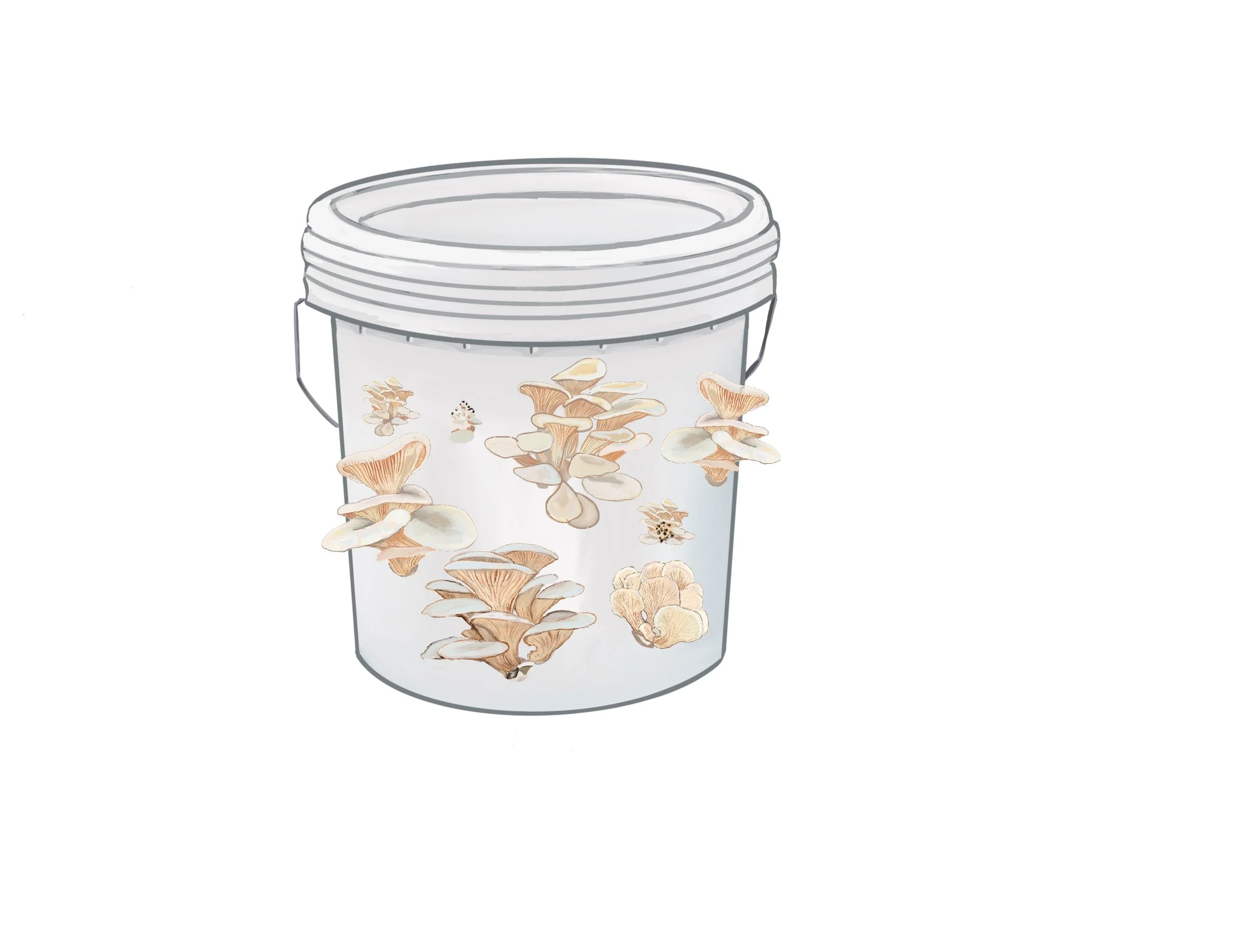 Growing mushrooms in buckets illustration
