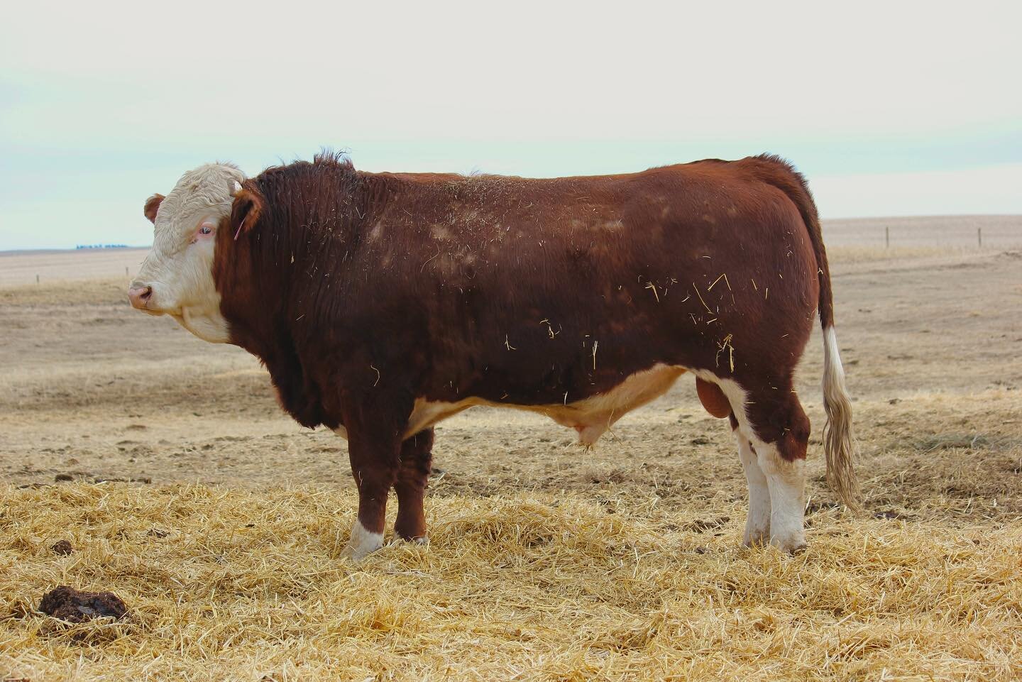 Two year old virgin bull for sale
NELSON Huron 11H
Selling private treaty
Contact through private message for further inquiries.