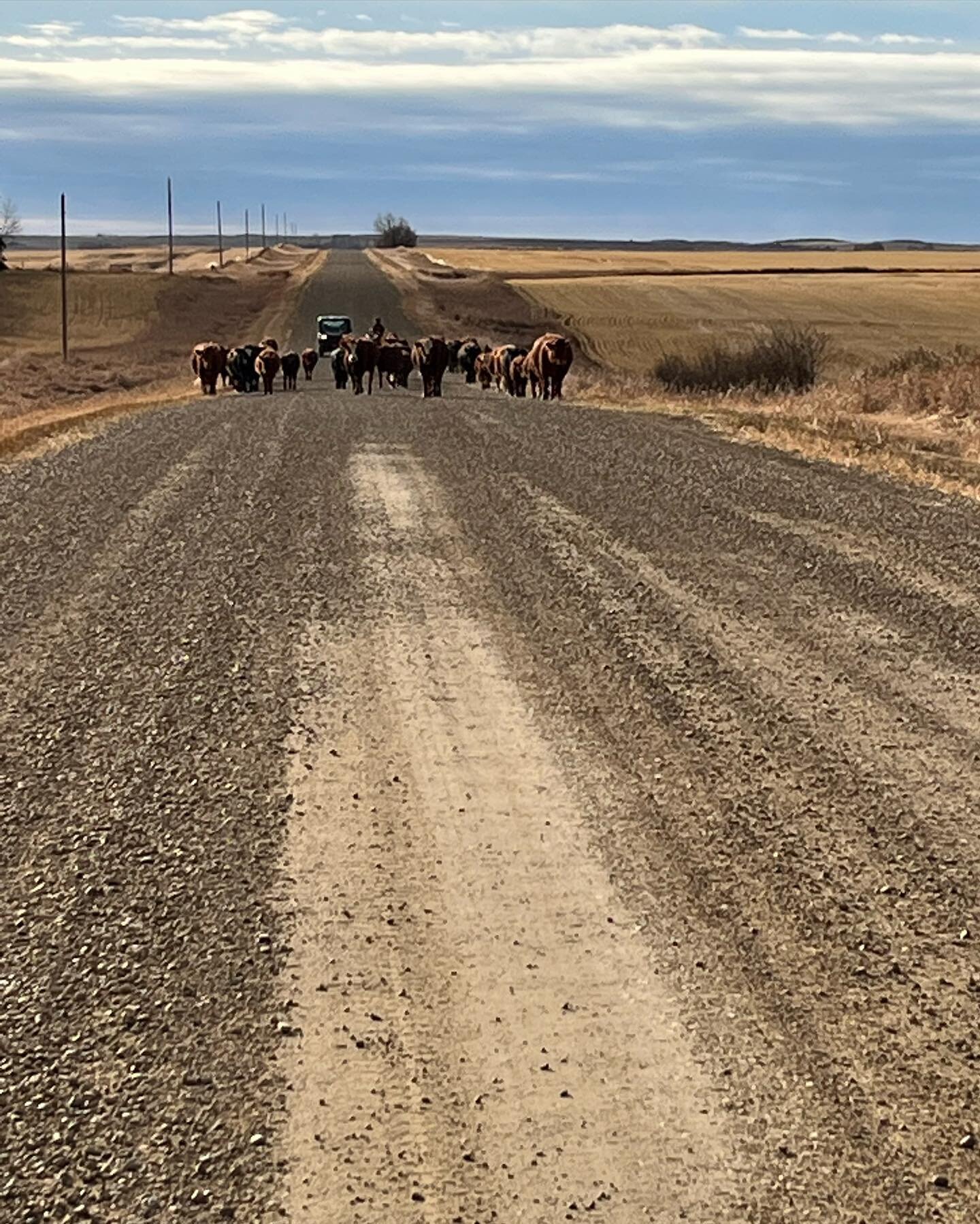 Trailed the last pasture of cows home today! It helps when a few of the cows ❤️ their barley and keep following the side by side.