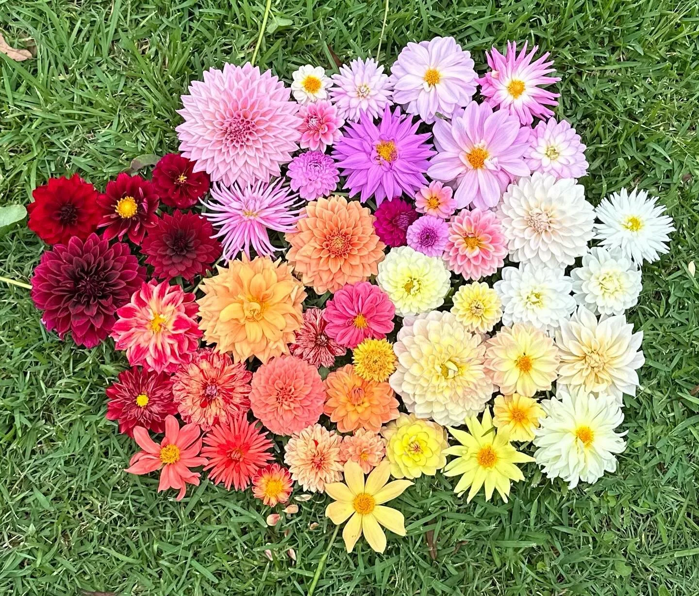 Second shout out for today for the @moretonbayfarmtrail 

Dahlia lovers come prepared! This is very exciting. Jaki from @samedayharvest will have both dahlia tubers and seedlings for sale 😍🩷😍. 

It&rsquo;s time to start planting Dahlias now for su