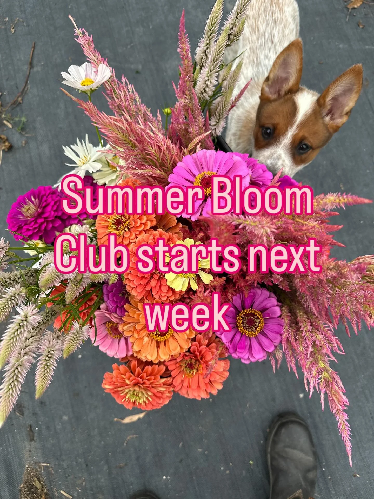 Our Summer Bloom Club - Six week flower subscription starts next week! 

A bunch of freshly picked, field grown flowers every Tuesday for 6 weeks. Bunches will be delivered to @sticksandstonesespresso by 8am for pick up that day. 

To become a Bloom 