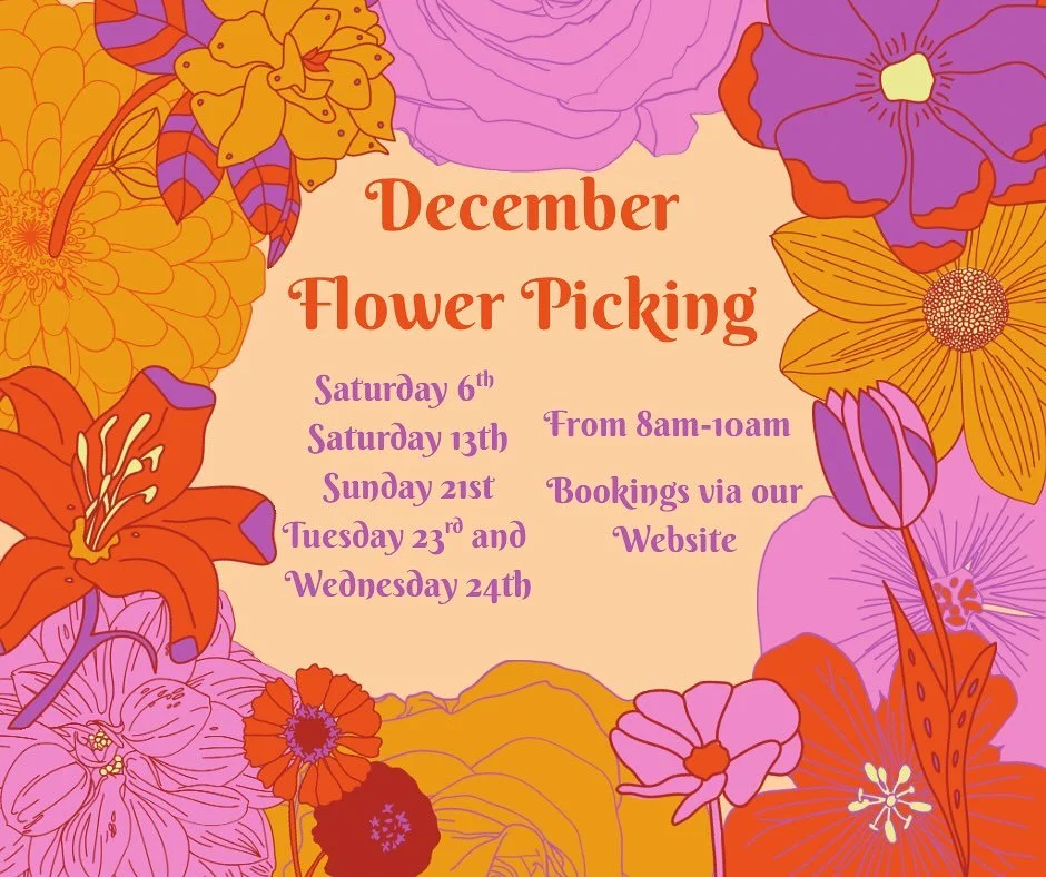 School holidays are here for some, guests are popping in, Christmas parties are starting. We are open every weekend now until Christmas. 

Flower orders are welcome too! 

#moretonbayregion #sunshinecoastdaytrip #brisbanedaytrips #pickyourownflowers