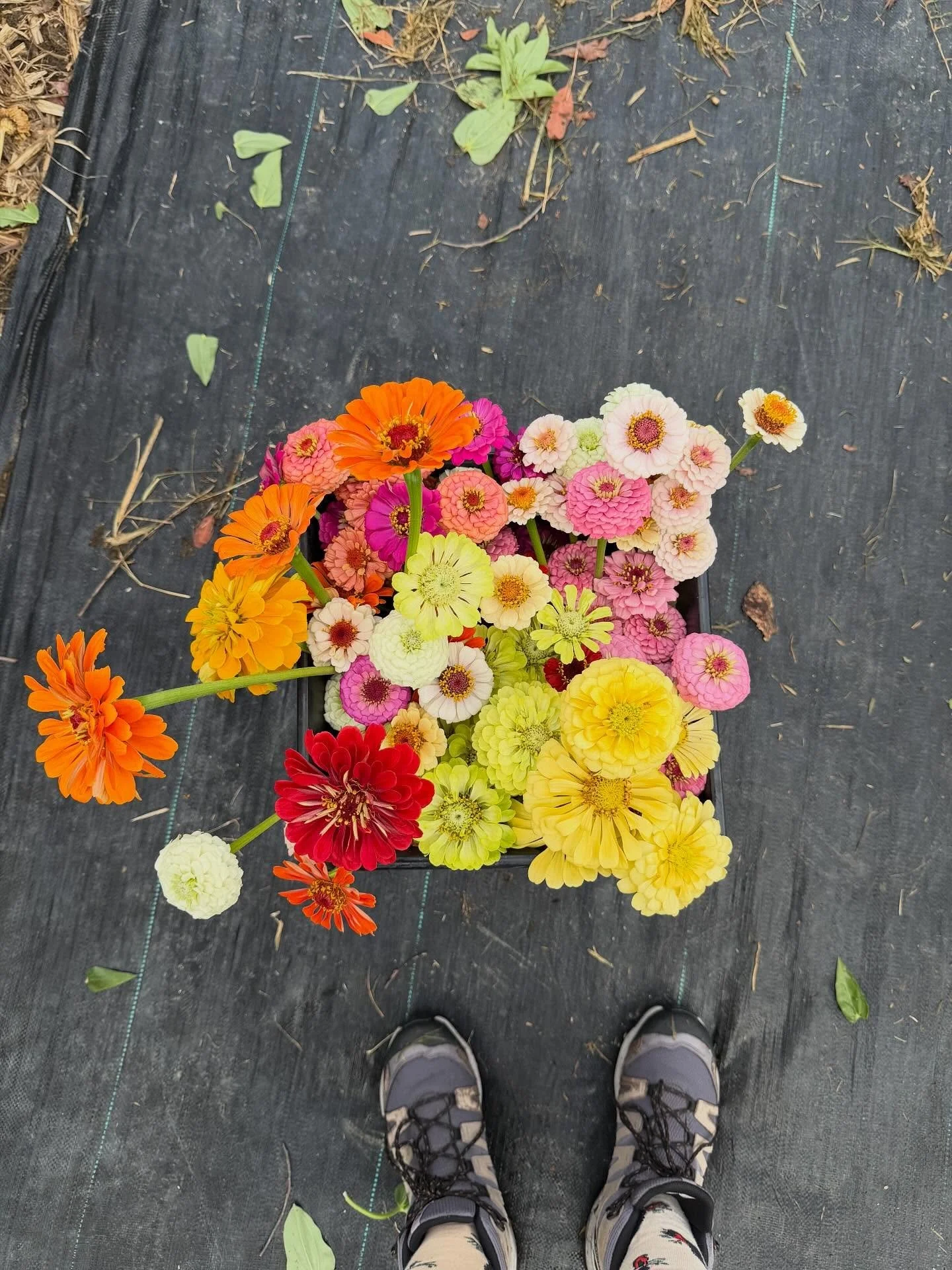 Summer = Zinnias. Bright and fabulous. 

#fieldgrownflowers #moretonbayregion #sunshinecoastdaytrip #brisbanedaytrips #pickyourownflowers #woodfordqld