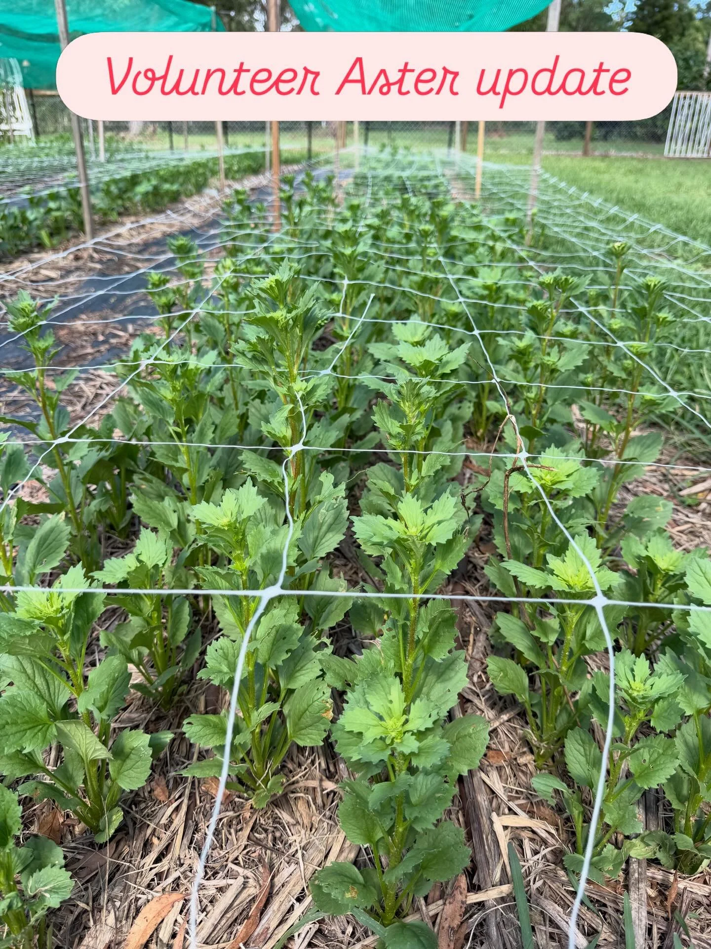 Just wanted to give you guys an update on where the asters are up to. Some are about 30cm high!! Hoping they don&rsquo;t bloom too early, ie before Mother&rsquo;s Day.