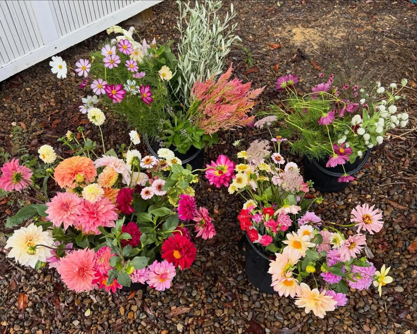 This event bundle went out just before the rain started for the weekend. 

I love picking for weddings and events, seeing the colours and shapes come together, matching the vibe requested. I take it slow choosing the stems from the field and gatherin