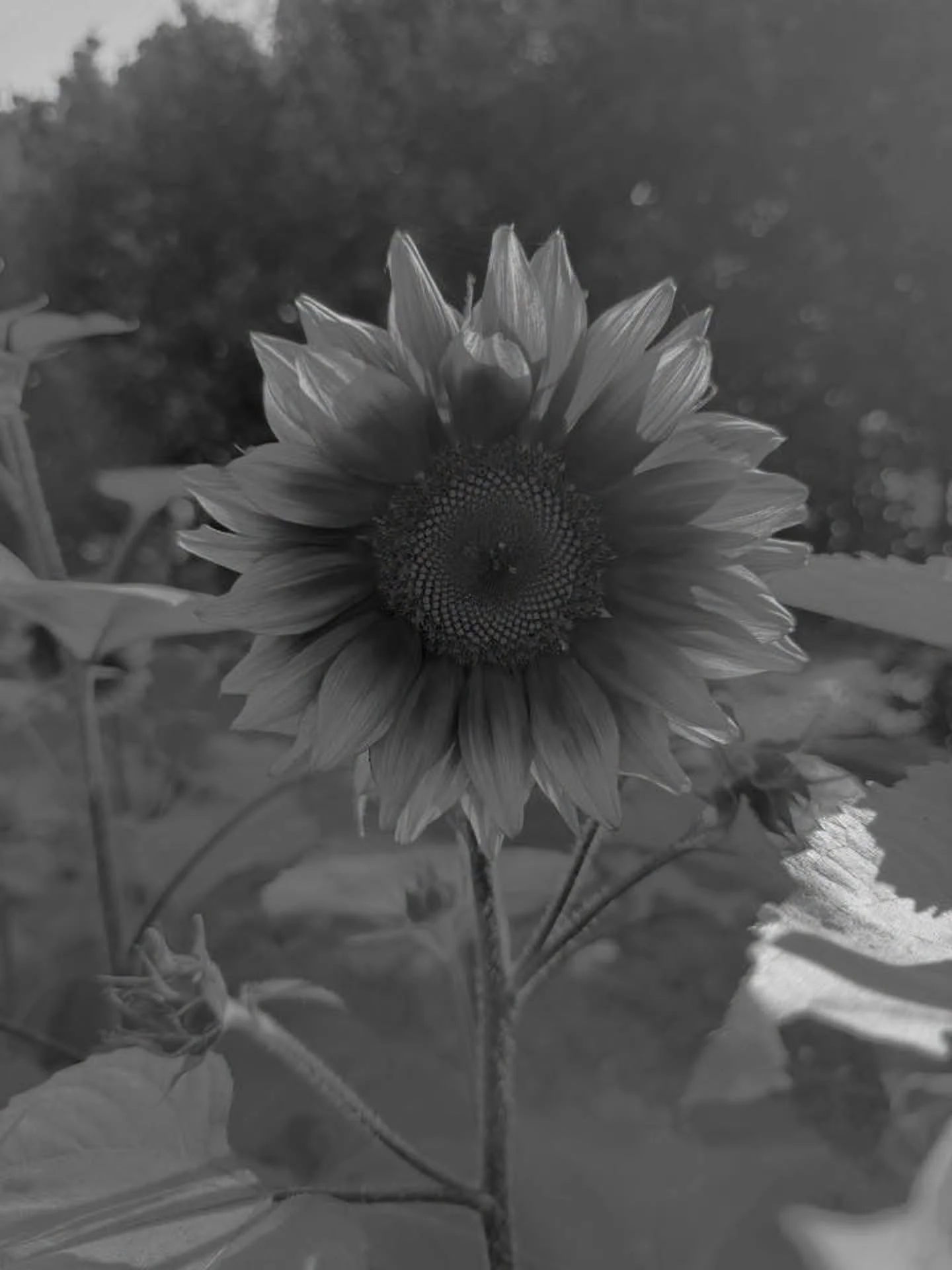 This week we have sunflowers available. My favourite royal velvet are starting to bloom. #locallygrownflowers #flowerfarm #moretonbayregion