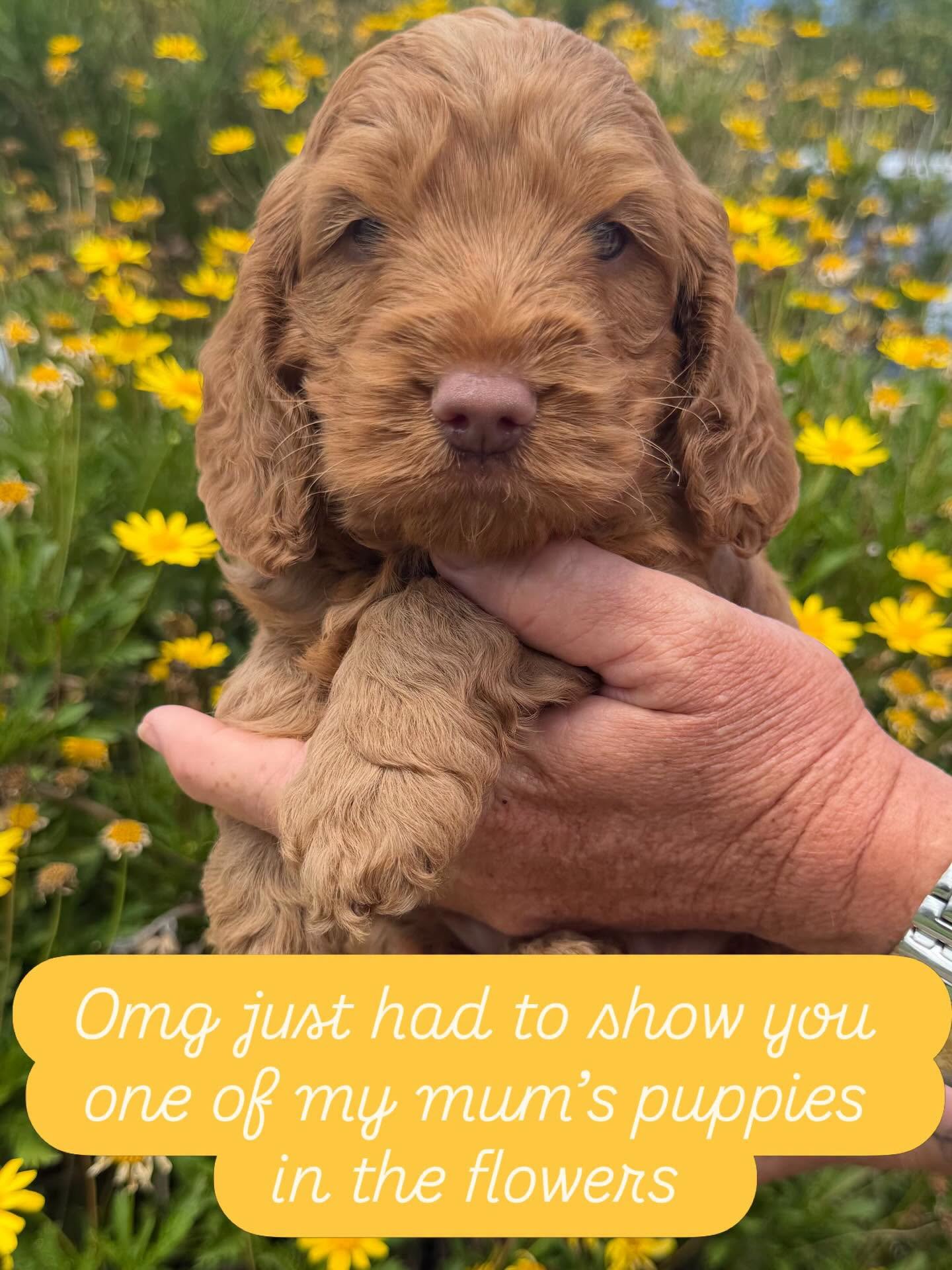 Puppy for cuteness overload on a Sunday night. We did a little photoshoot in the flowers today. These little beauties are only 5 weeks old 😍😍😍

But I&rsquo;ve just listed 2 new picking dates - Friday 24th sunset pick and May 2nd morning pick. 

To