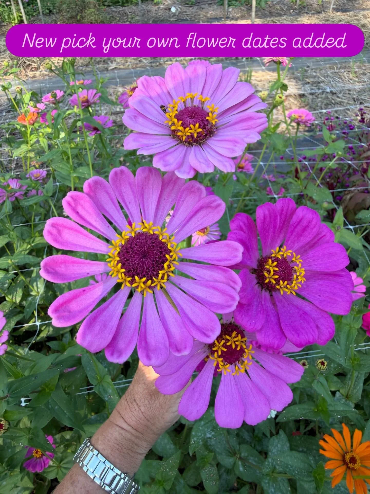 New pick your own dates and times added. 

This Friday 24th - sunset pick 4-6pm

And Saturday May 2nd 9-11am. 

Booking via link in bio or via our website.
