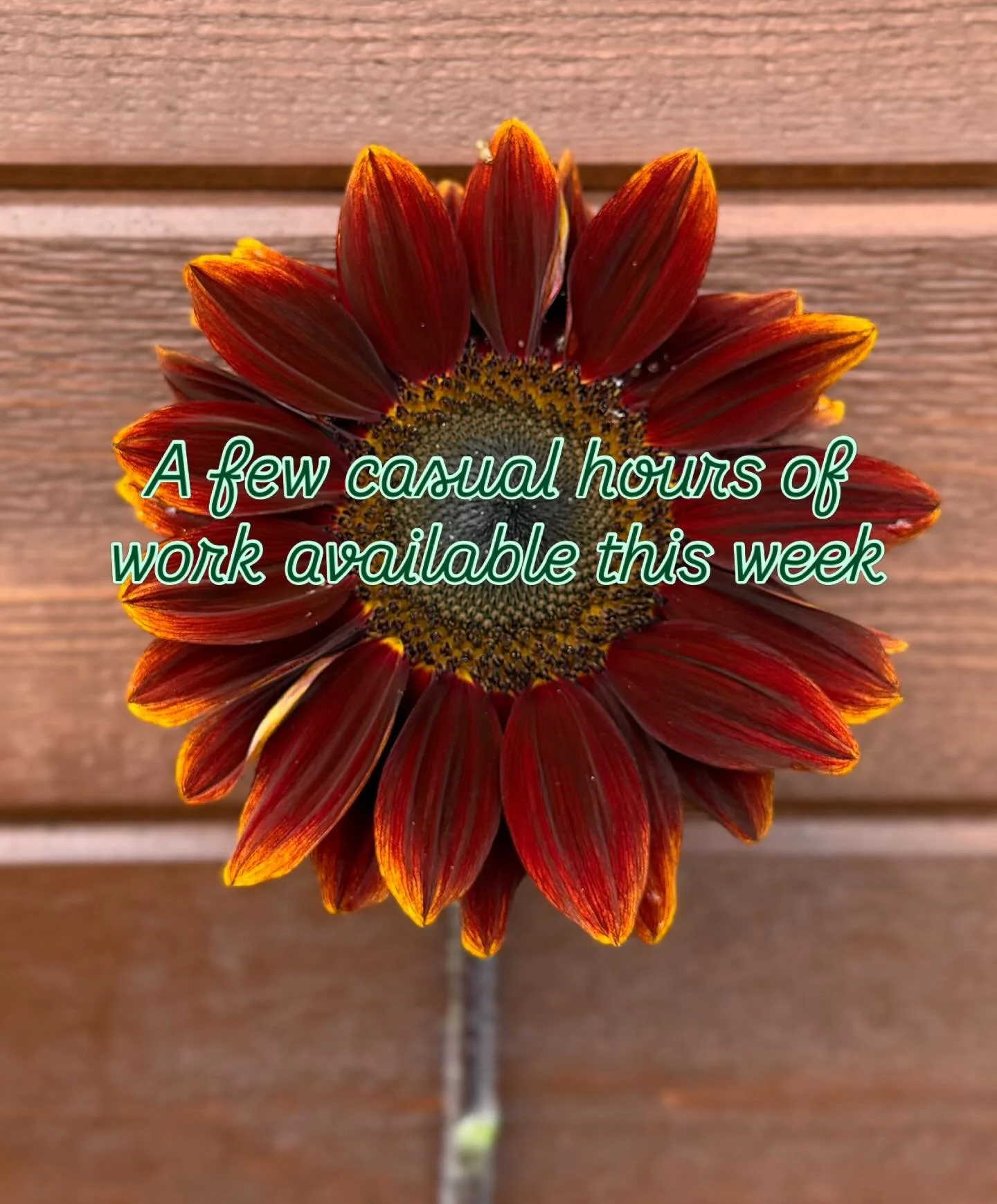 Hey bloom lovers !! I often get messages  about whether I have work available. Normally I don&rsquo;t. But there is heaps to get done on the farm this week. If anyone would be keen for 5 or so hours this Thursday please shoot me a message. No phone c