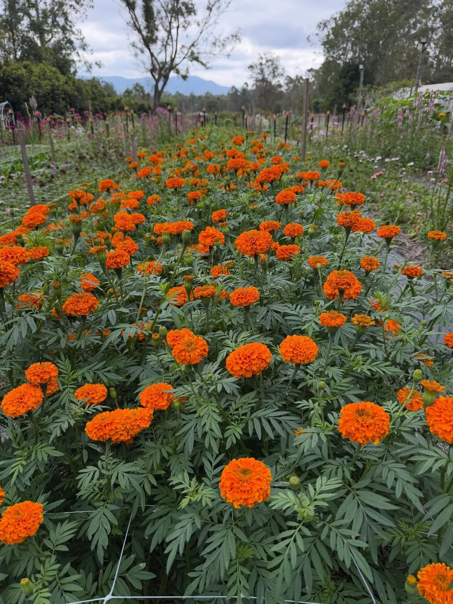 The field is looking amazing for our Mother&rsquo;s Day pick and picnic this Saturday. Happy days 😊🩷

#mothersdayflowers #fieldgrownflowers #moretonbayregion