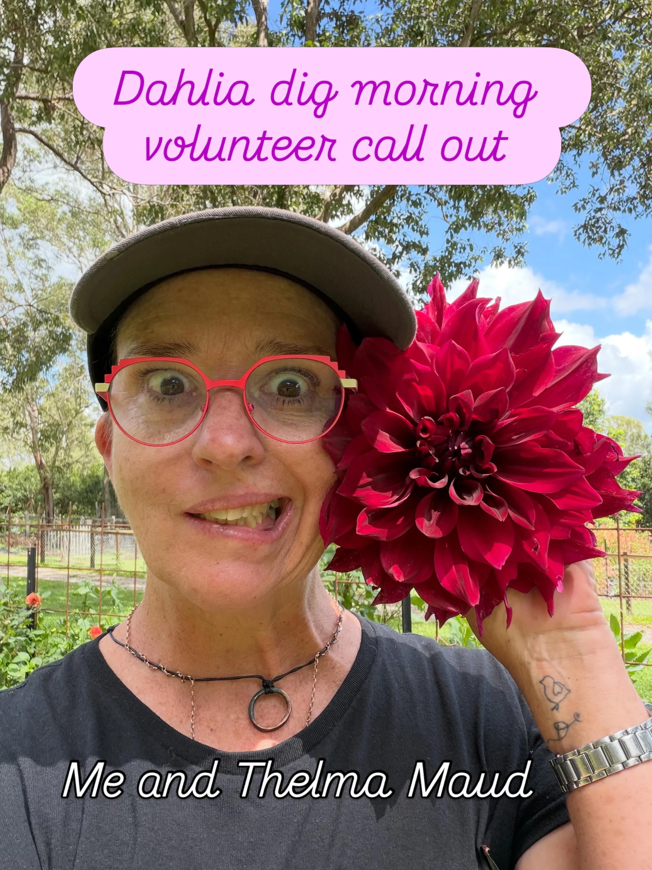 Hey dahlia lovers with some free time on Thursday morning. I&rsquo;m going to be digging the dahlias and I&rsquo;m looking for 4 volunteers. As a thank you, vollies will get 10 tubers and a packet of dahlia seeds. 

Thursday 4th June, 8.30-11.30am

I