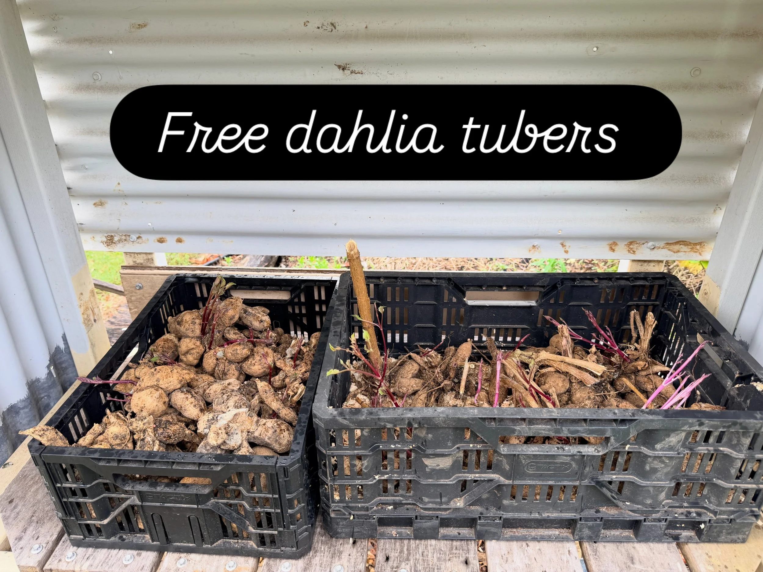 Left over dahlia tubers are available at our farm stall. They are free. No idea what they are. Bring a bag to carry a few home 😊.