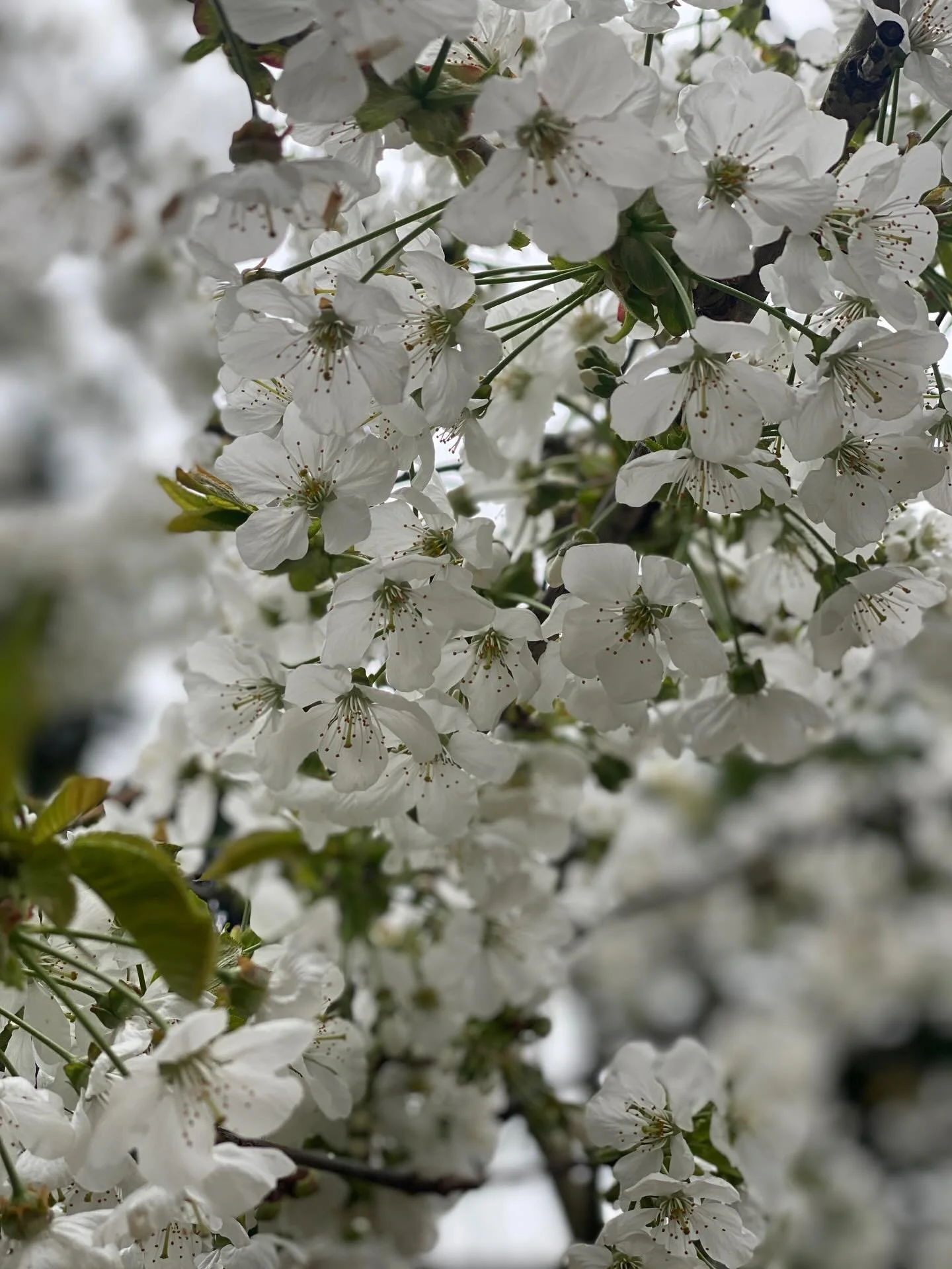 #nofilter #cherrytree #citygarden