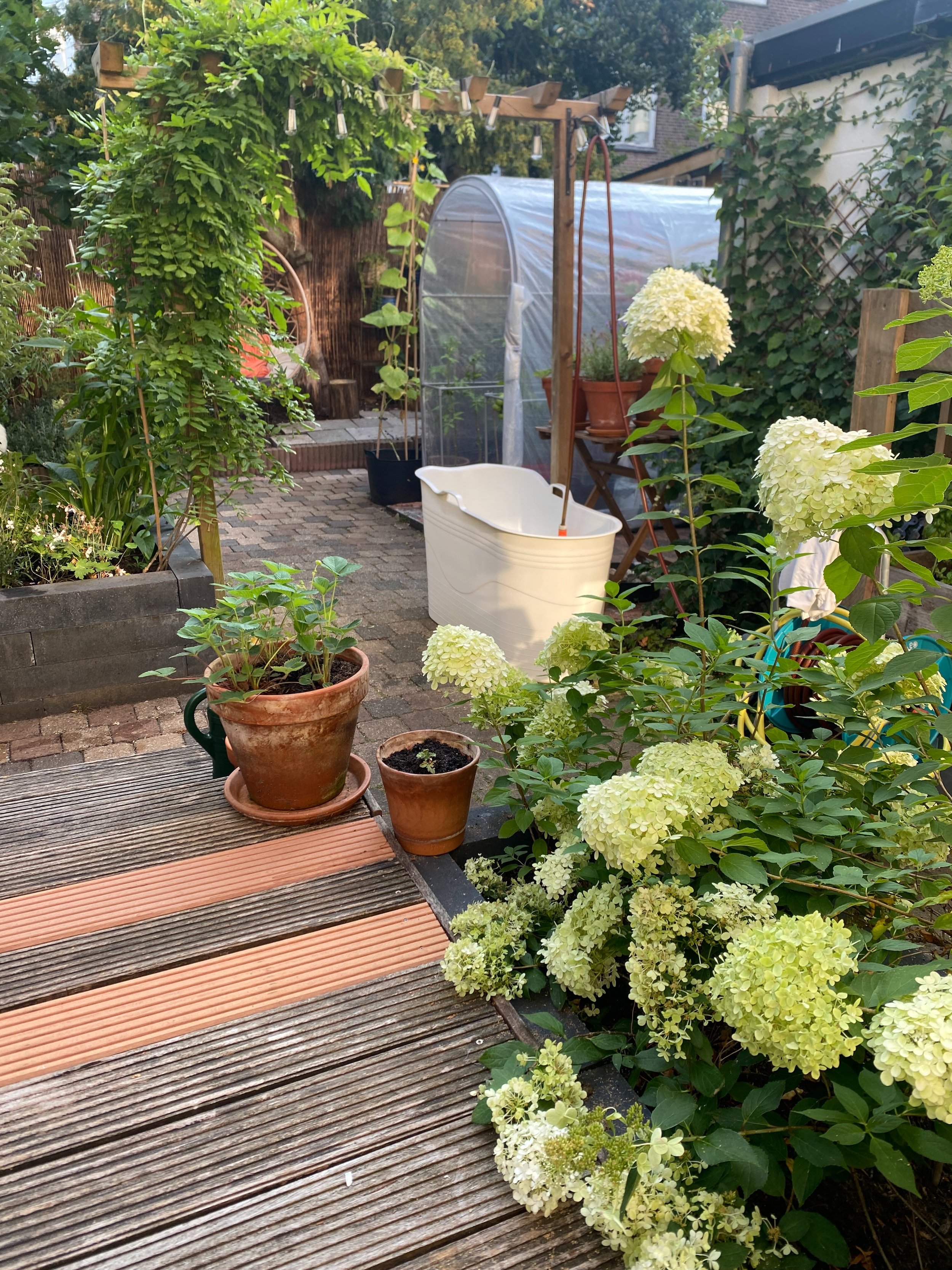 Ochtend aanzicht. 
We hebben een knutseltuin, niets is af, hoekjes met troep, bucket bad nu buiten met tuinslang erboven, een uitprobeer-tunnelkasje, een vlonder waarvan ik steeds een paar planken vervang, tuinmeubels die uit elkaar vallen en ik vand