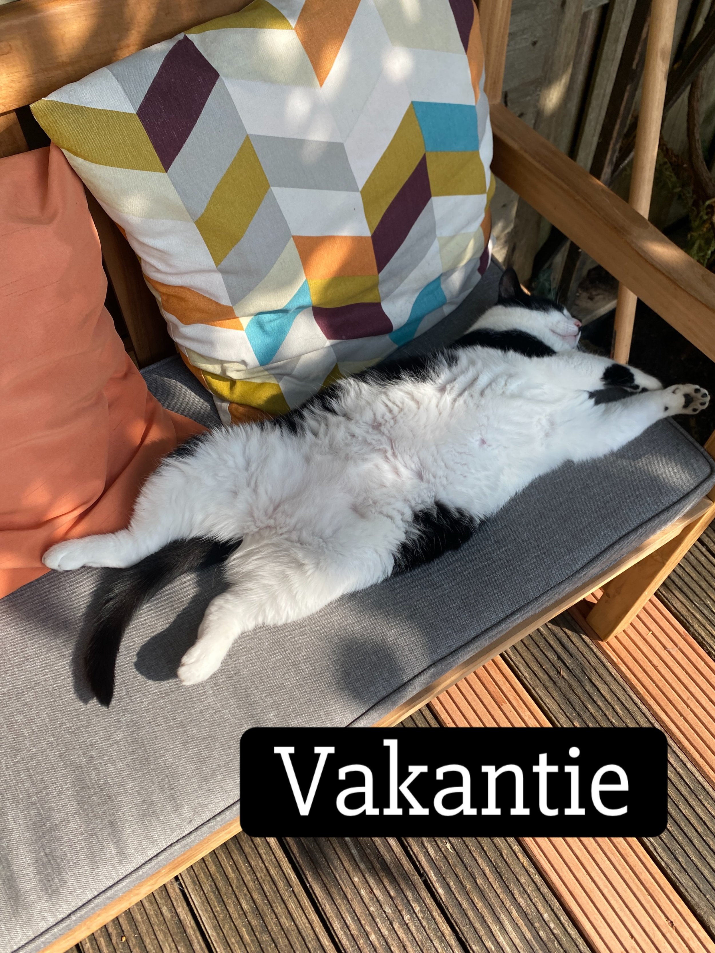 Leindesign is de maand augustus gesloten.
We hebben een paar weken vakantie en alle gezinsleden doen mee zoals je ziet🐈&zwj;⬛
