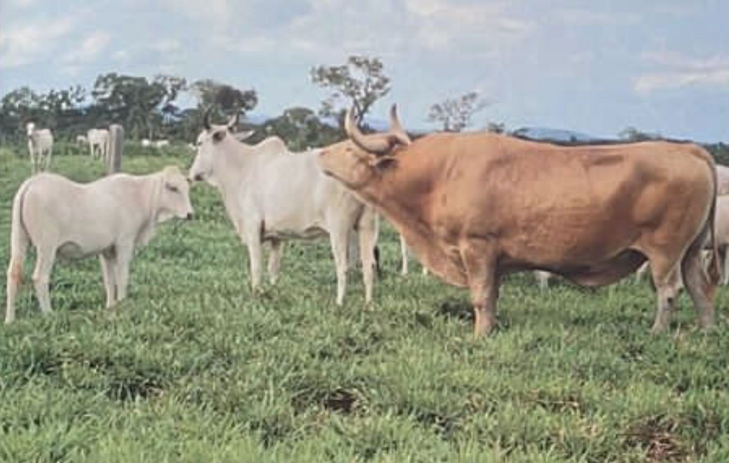 Caracu - Patriarca do Rebanho — Associação Brasileira de Criadores de Caracu