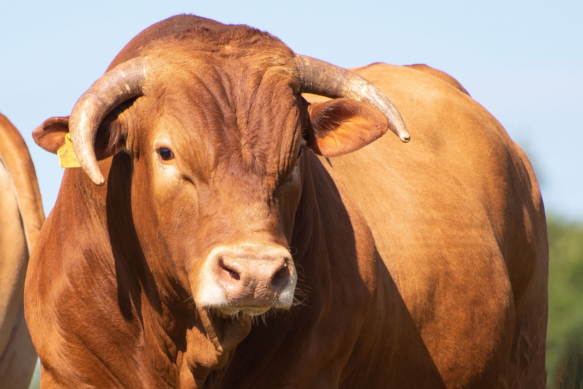 Caracu - Patriarca do Rebanho — Associação Brasileira de Criadores de Caracu