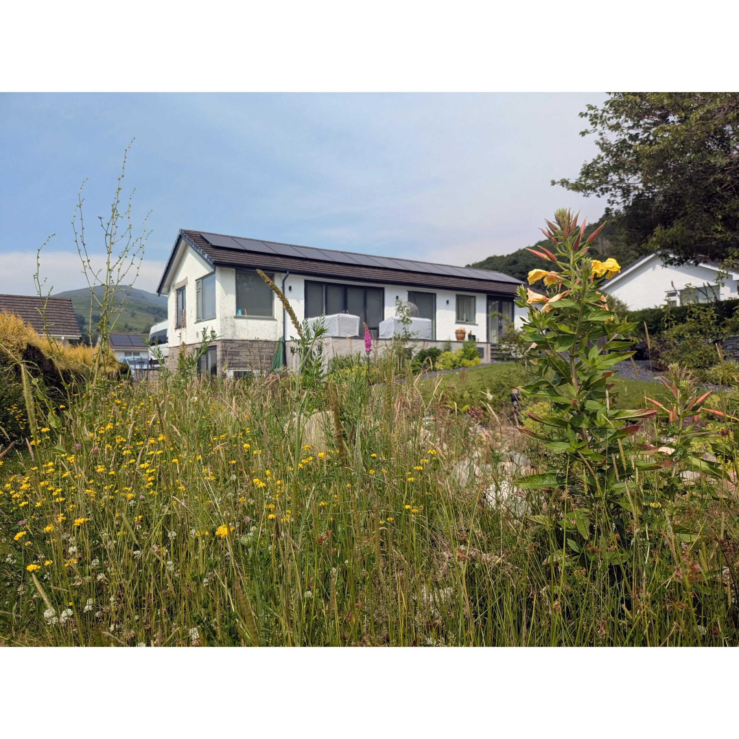 A closer view of the wildlife meadow in the foreground and contemporary house behind.