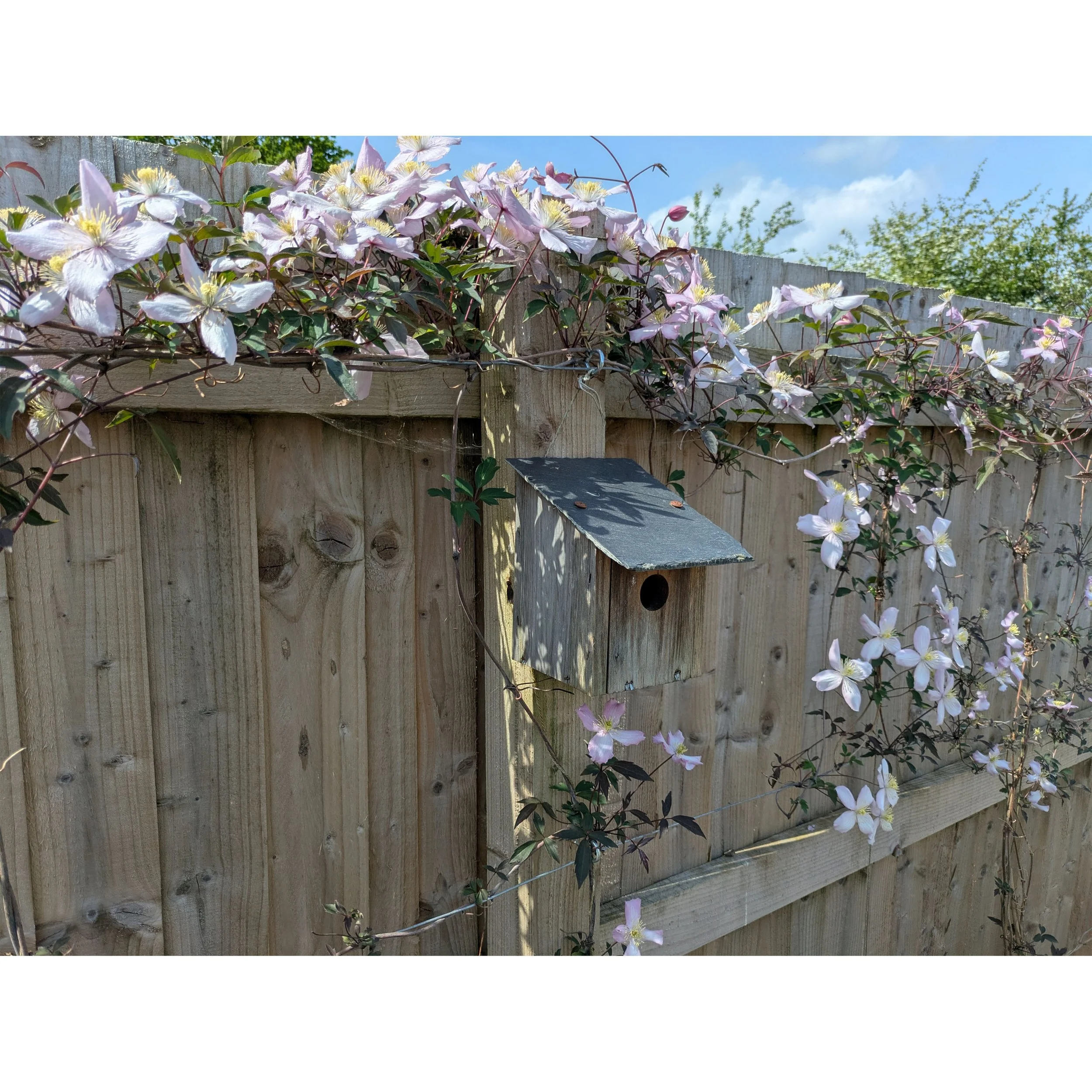 Bird box with clematis 