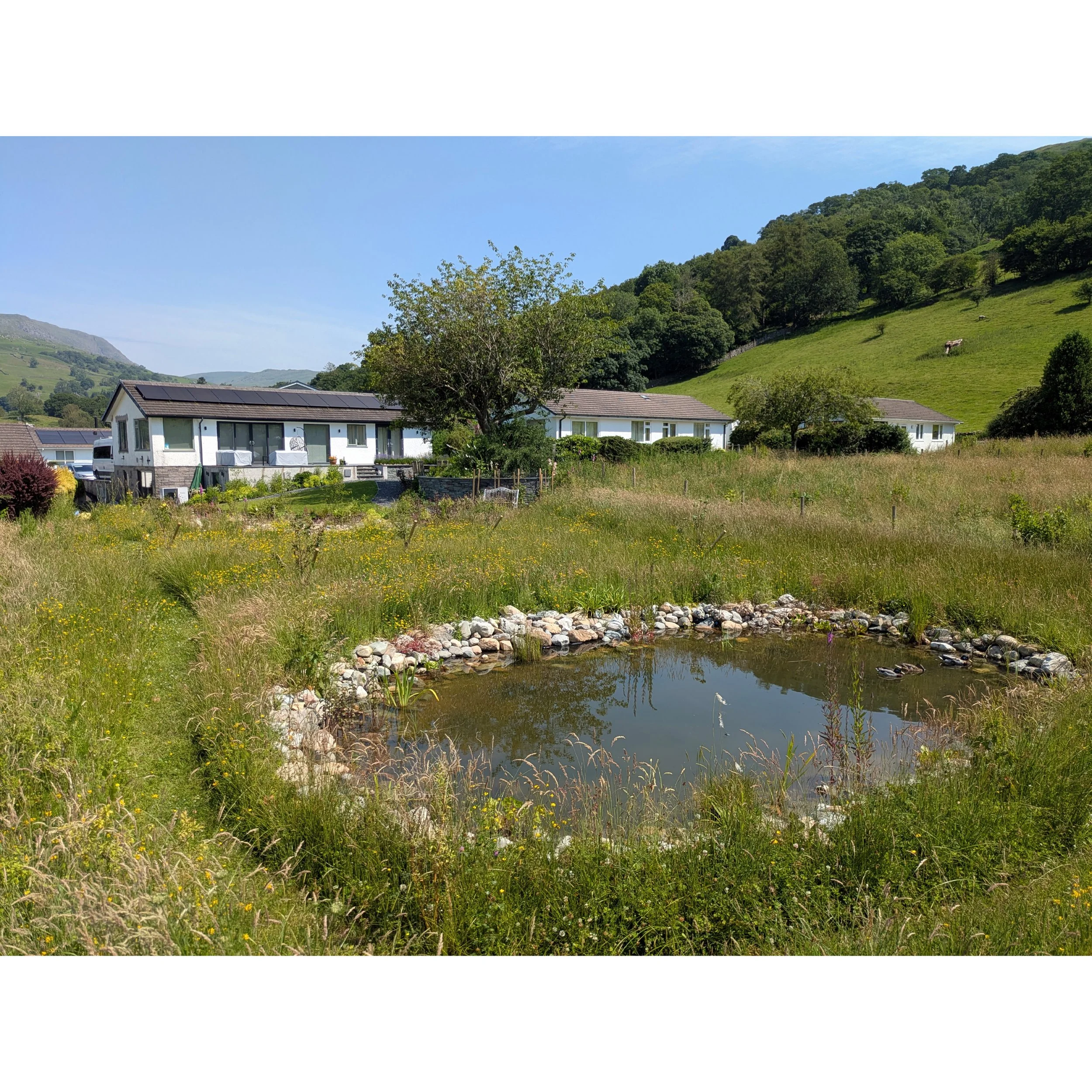 A wildlife pond in the foreground with a wild meadow and dwarf fruit trees. A contemporary bungalow in the background with flowering plants.
