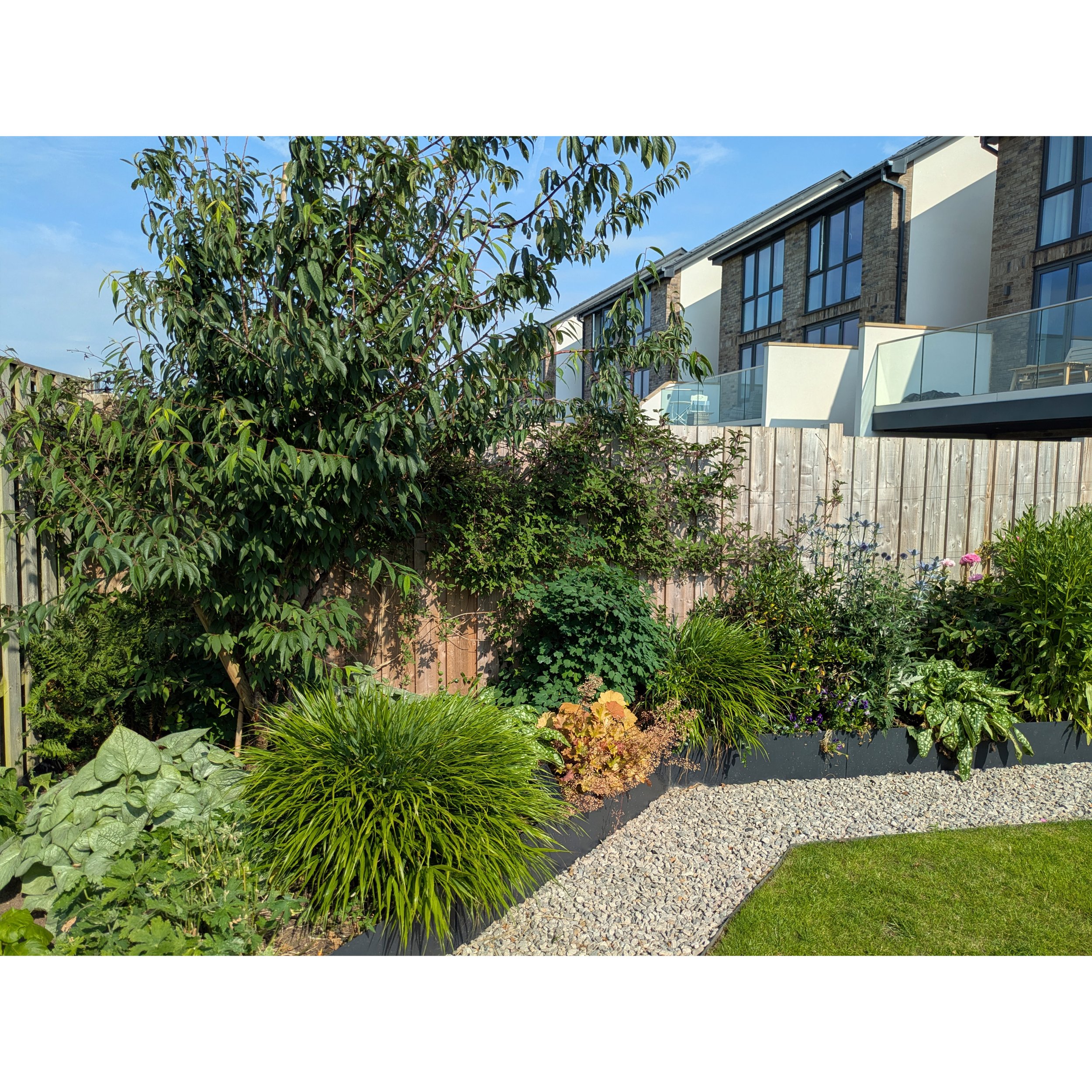 Colourful flowering plants, ornamental grasses & interesting foliage with a multi-stemmed Cherry tree 