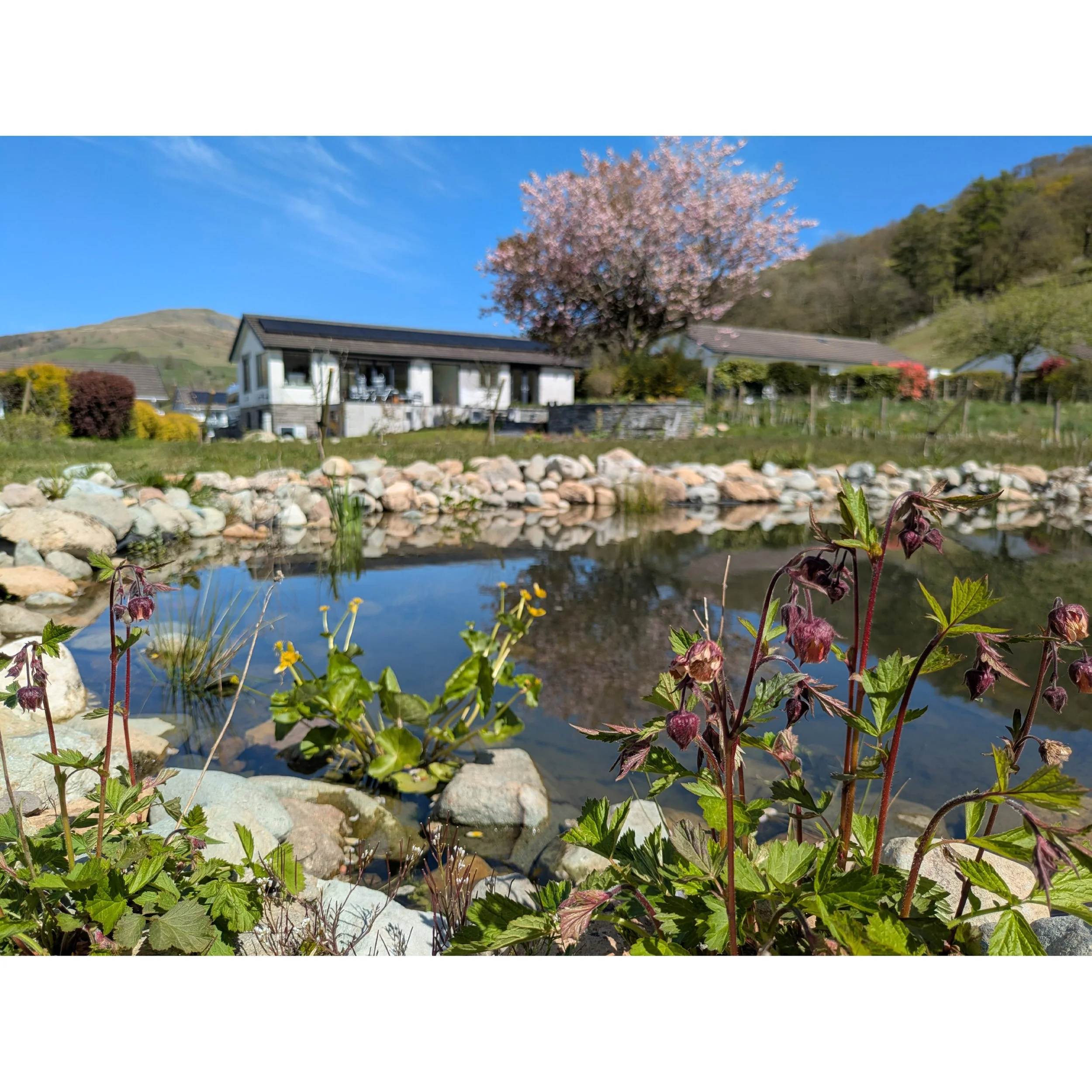A scenic view of a house near a pond with lush green plants and purple flowers in the foreground, a flowering cherry flowering tree, and hillside covered with trees under a bright blue sky.